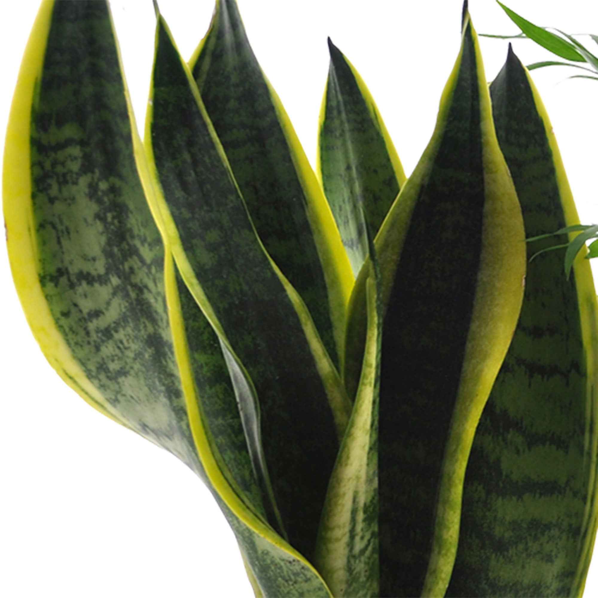 Makkelijke kamerplanten Mix (x4) - Image 3