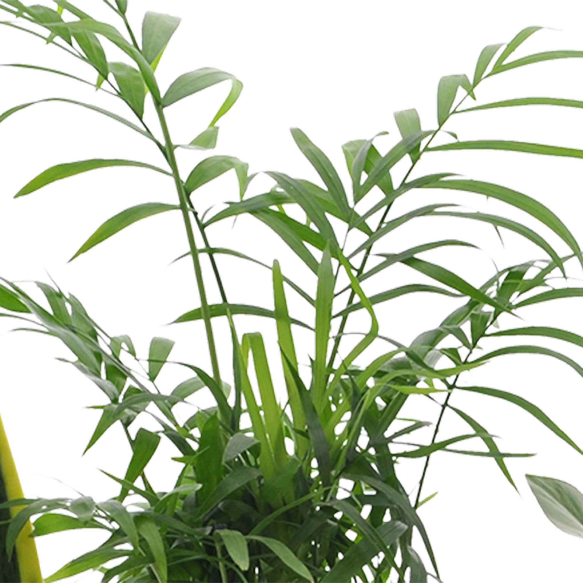 Makkelijke kamerplanten Mix (x4) - Image 4