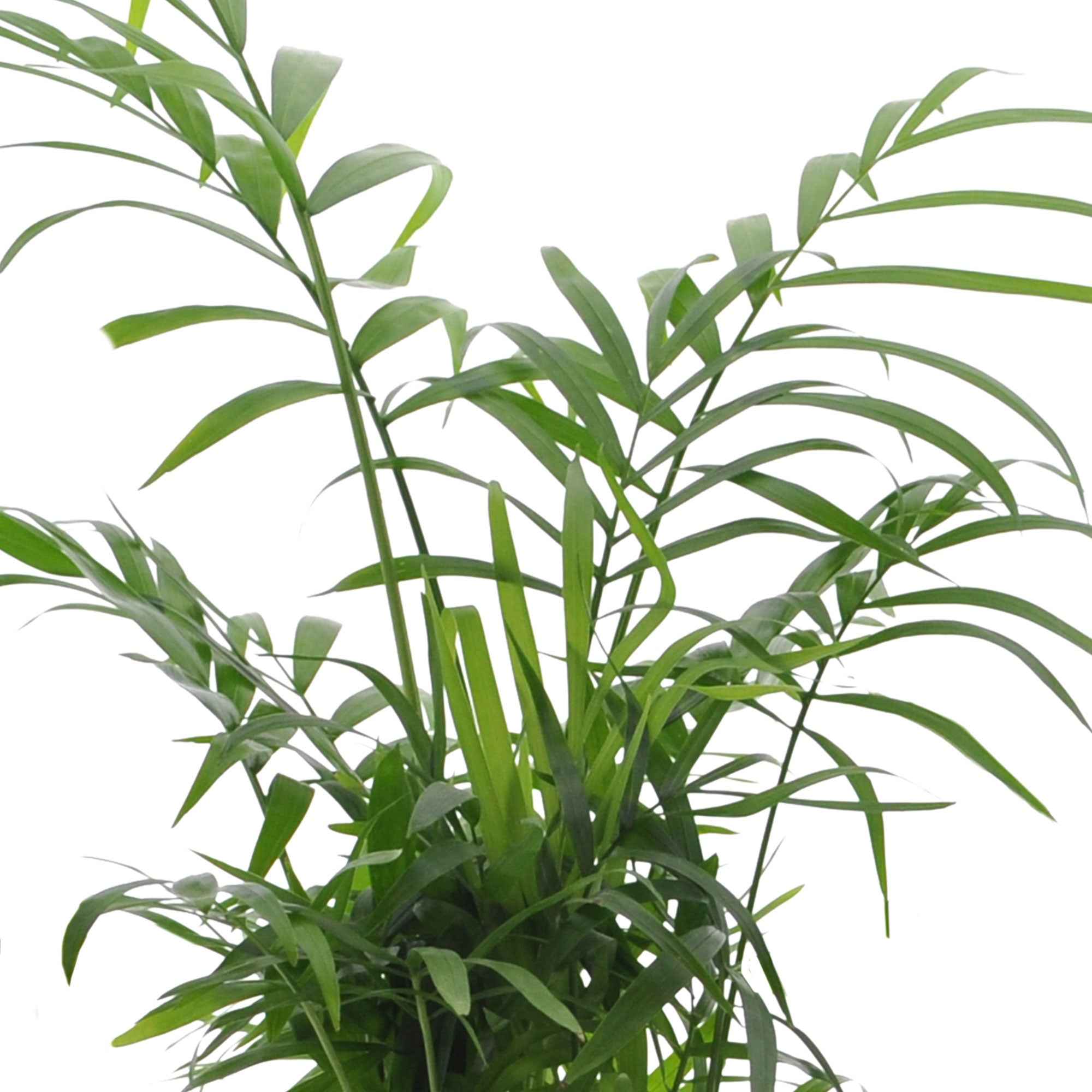 Makkelijke kamerplanten Mix - groen (x4) - Image 4