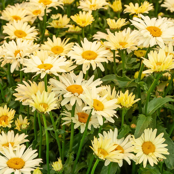 Margriet 'Banana Cream' (x2)