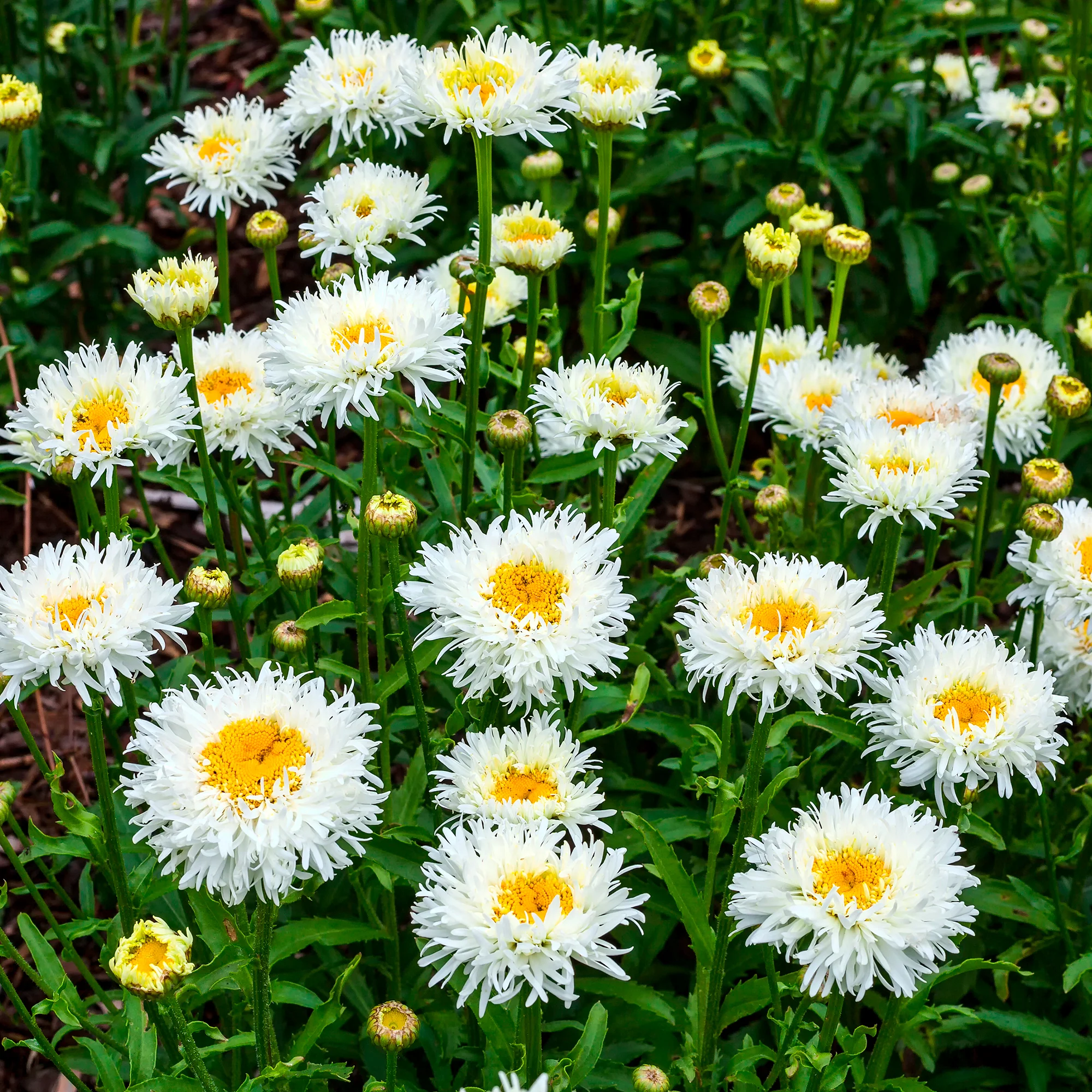 Margriet Coconut