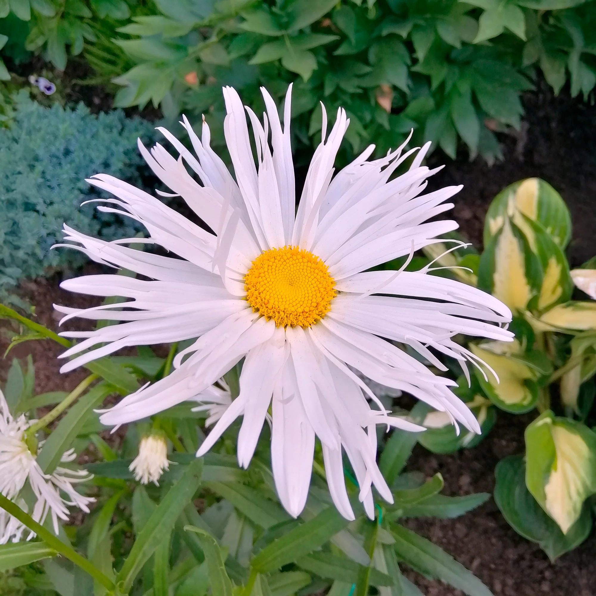Margriet 'Sweet Daisy Rebecca'