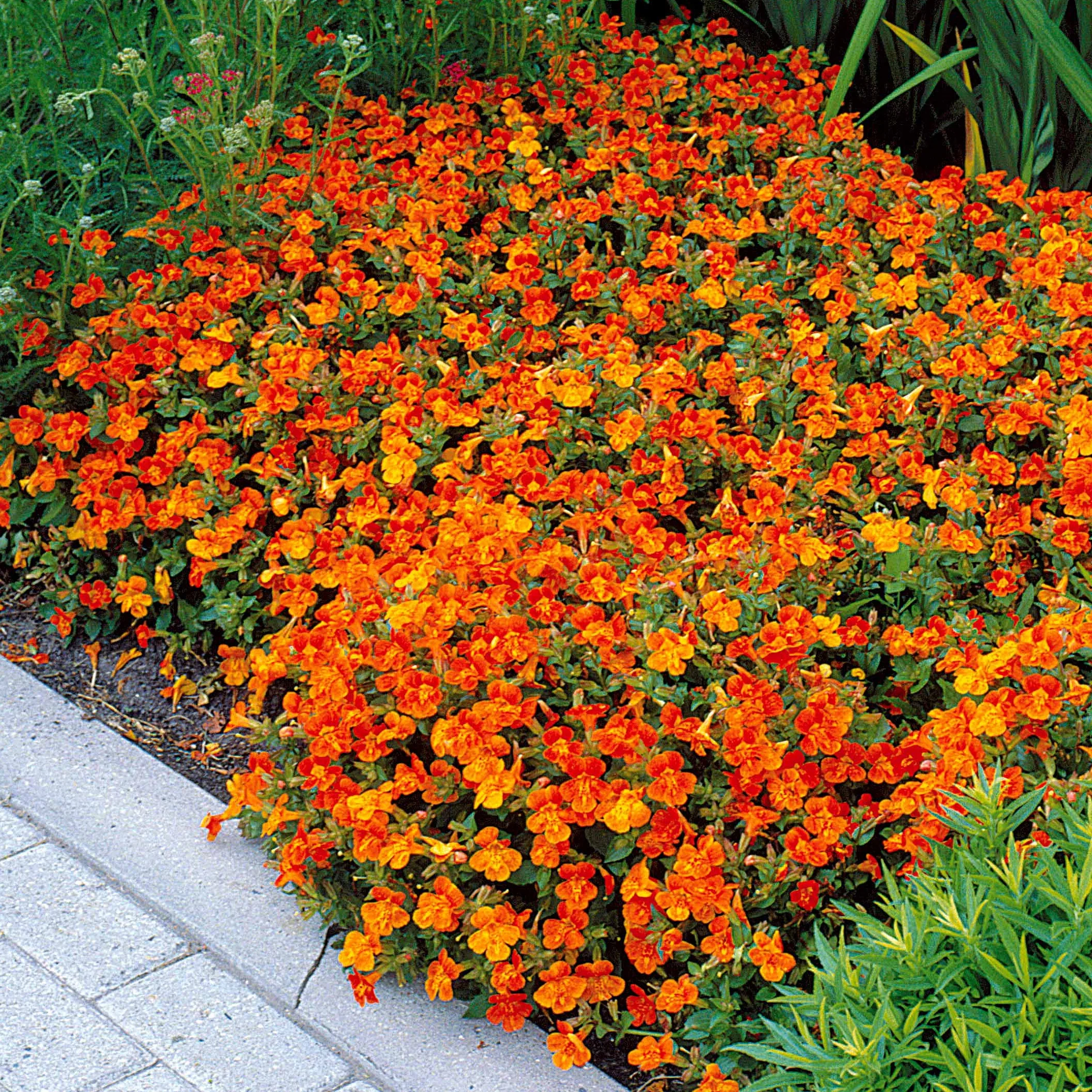 Maskerbloem 'Orange Glow' (x5) - Image 2