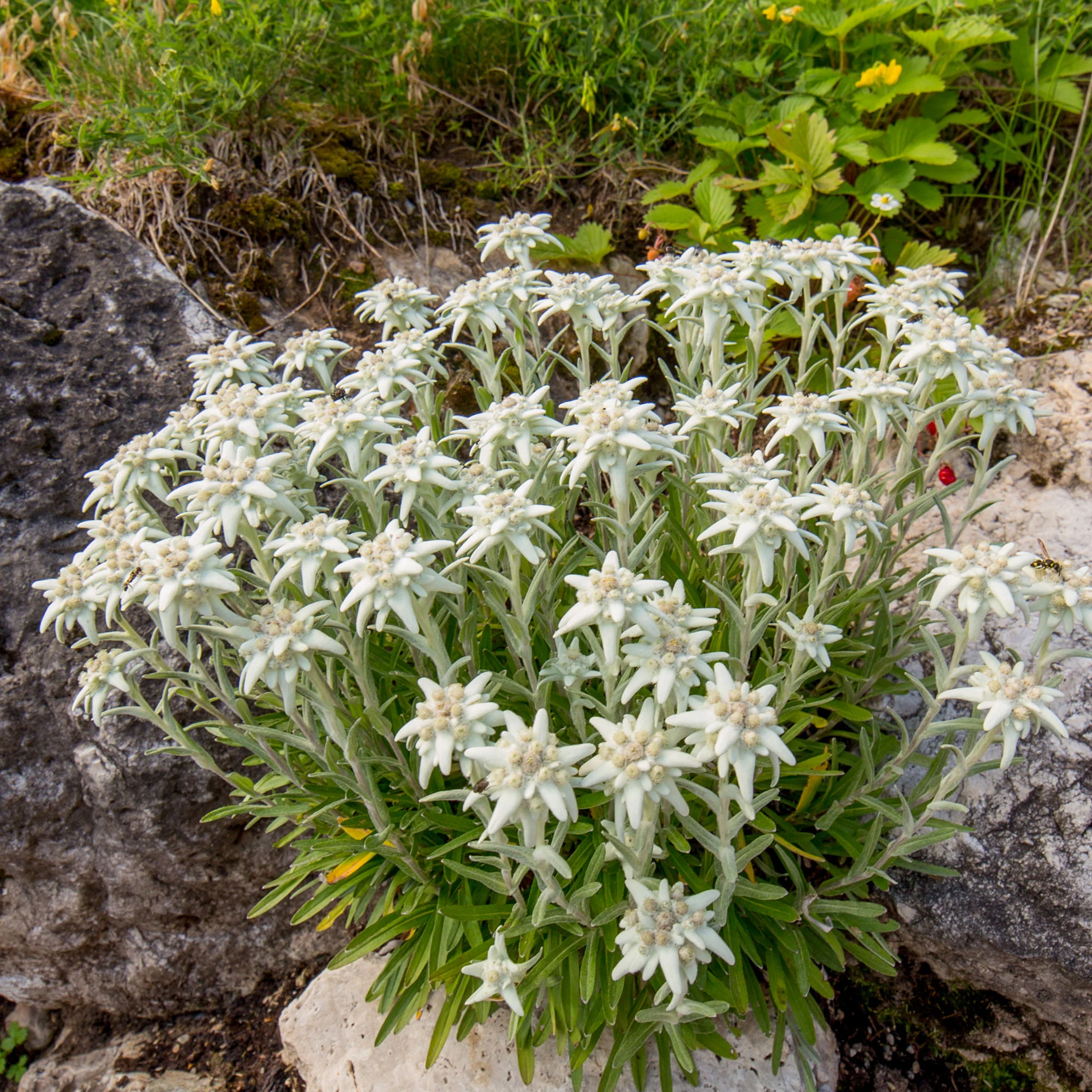 Meerjarige edelweiss - Image 2