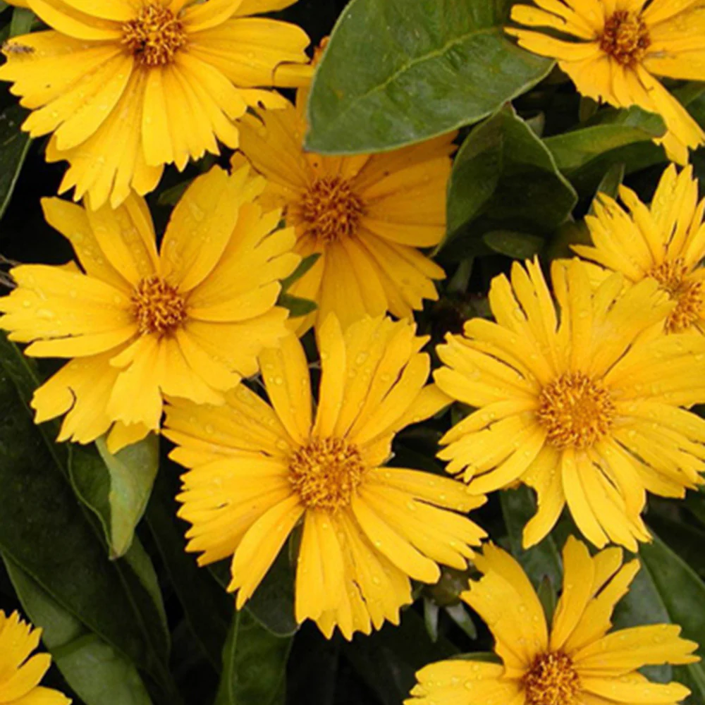 Meisjesogen 'Goldfink'