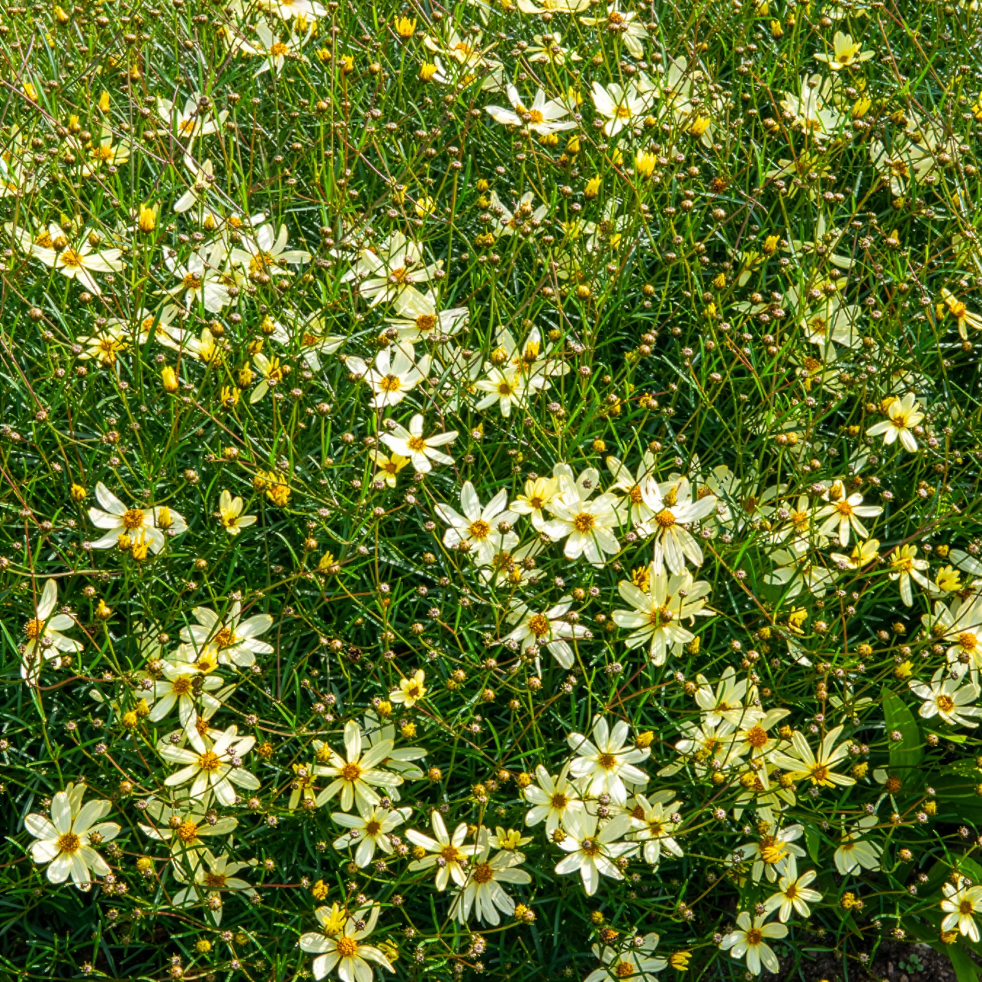 Meisjesogen Moonbeam