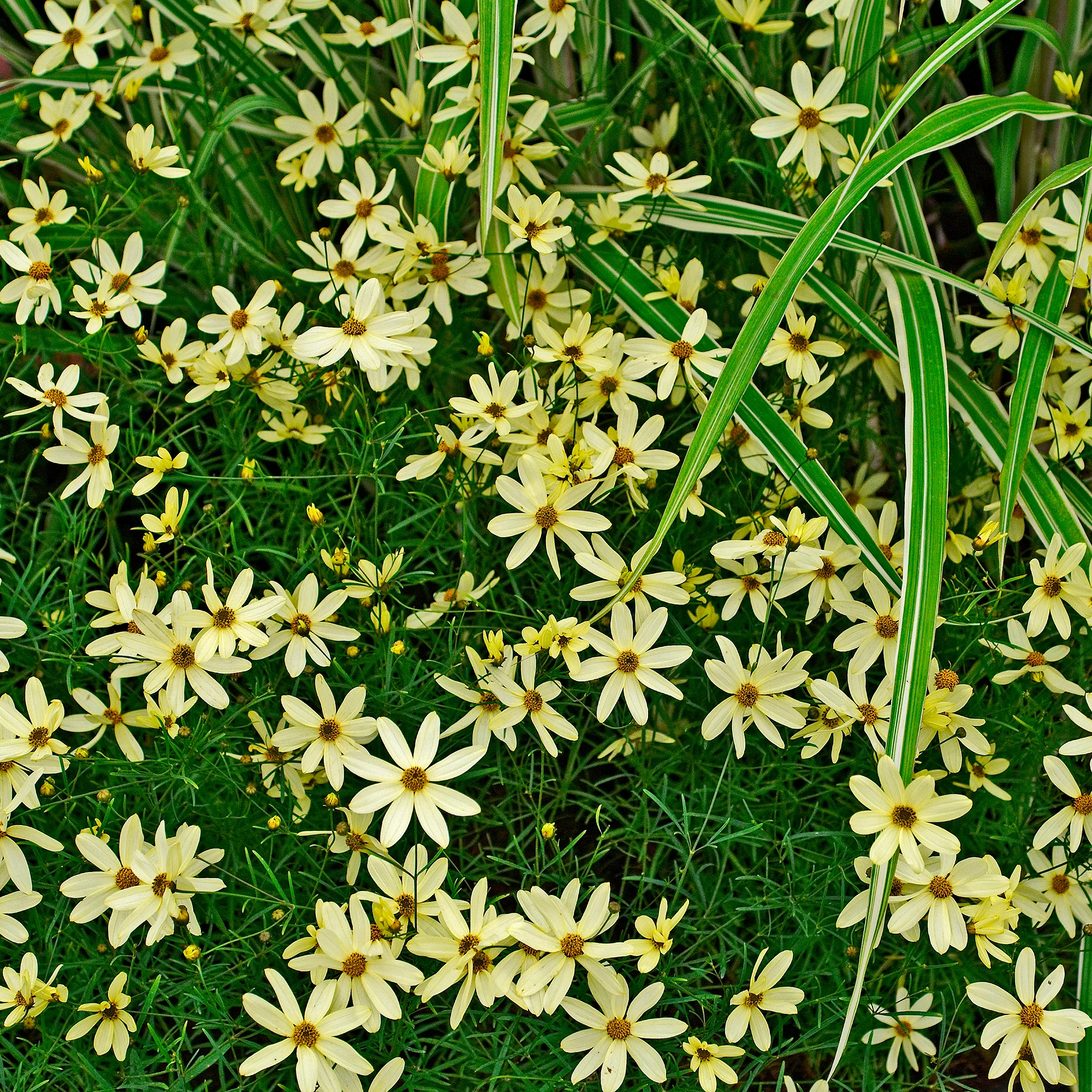 Meisjesogen Moonbeam - Image 3