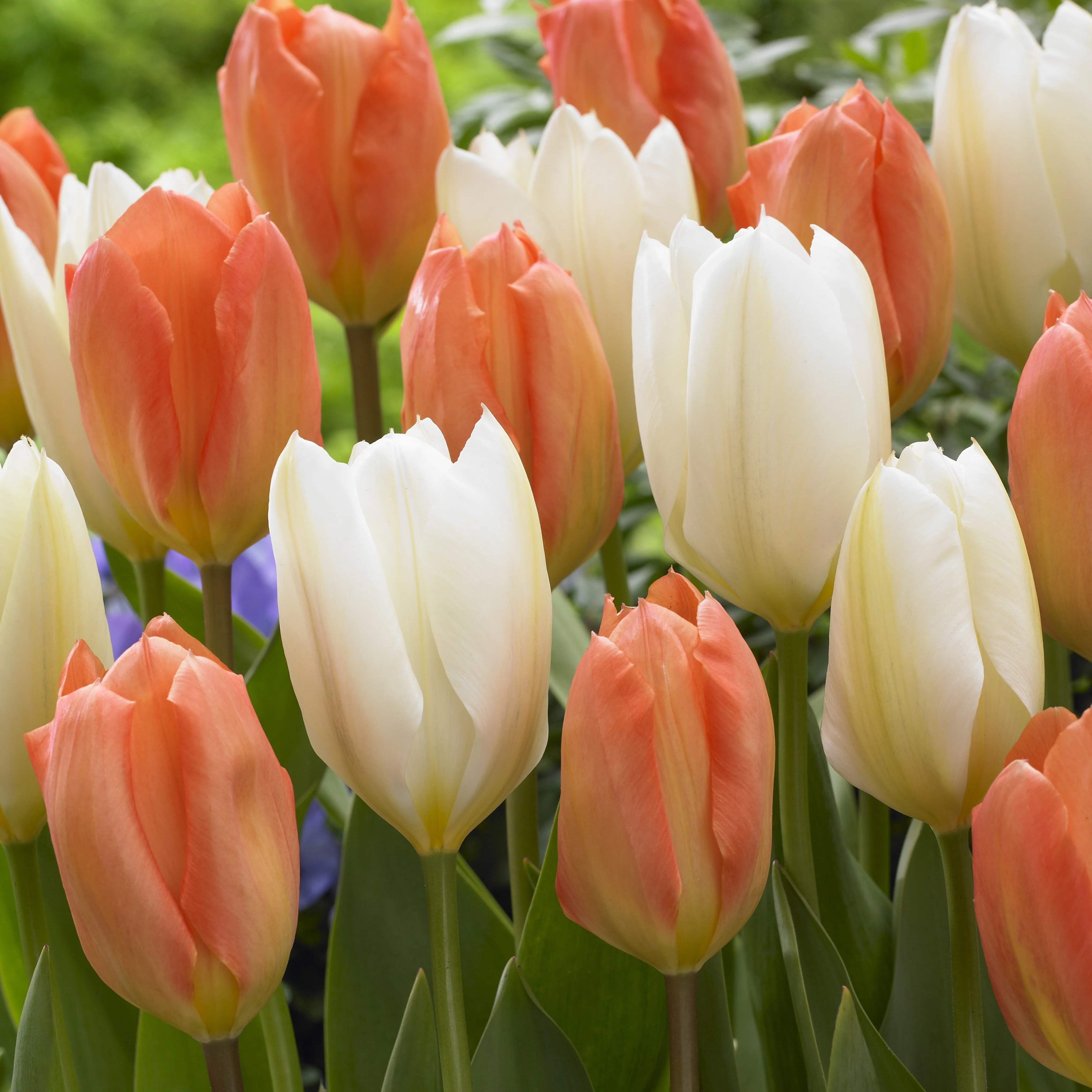 Mélange van tulpen Stockholm