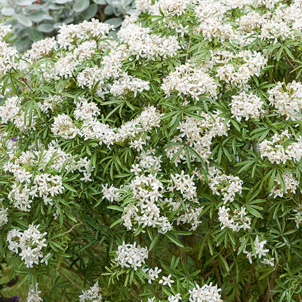 Mexicaanse oranjebloesem 'White Dazzler'®
