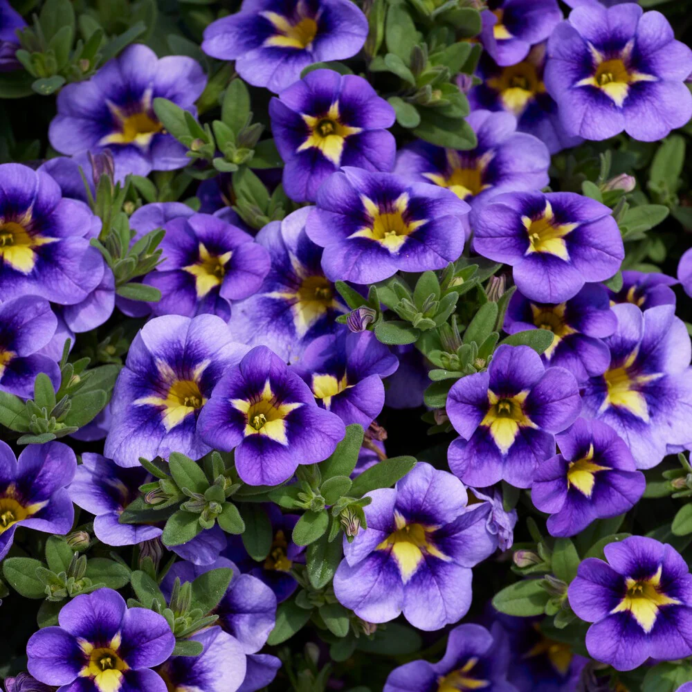 Mini Petunia Bumble Bee (x3) - Image 2