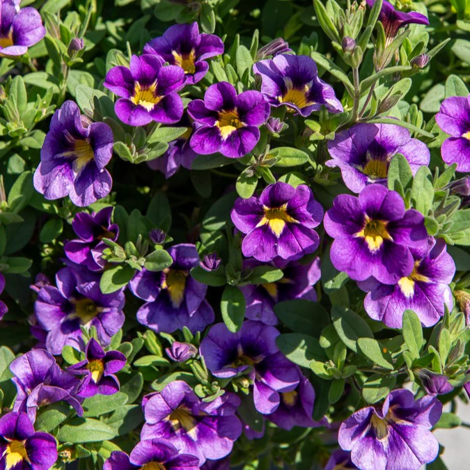 Mini Petunia Bumble Bee (x3) - Image 6