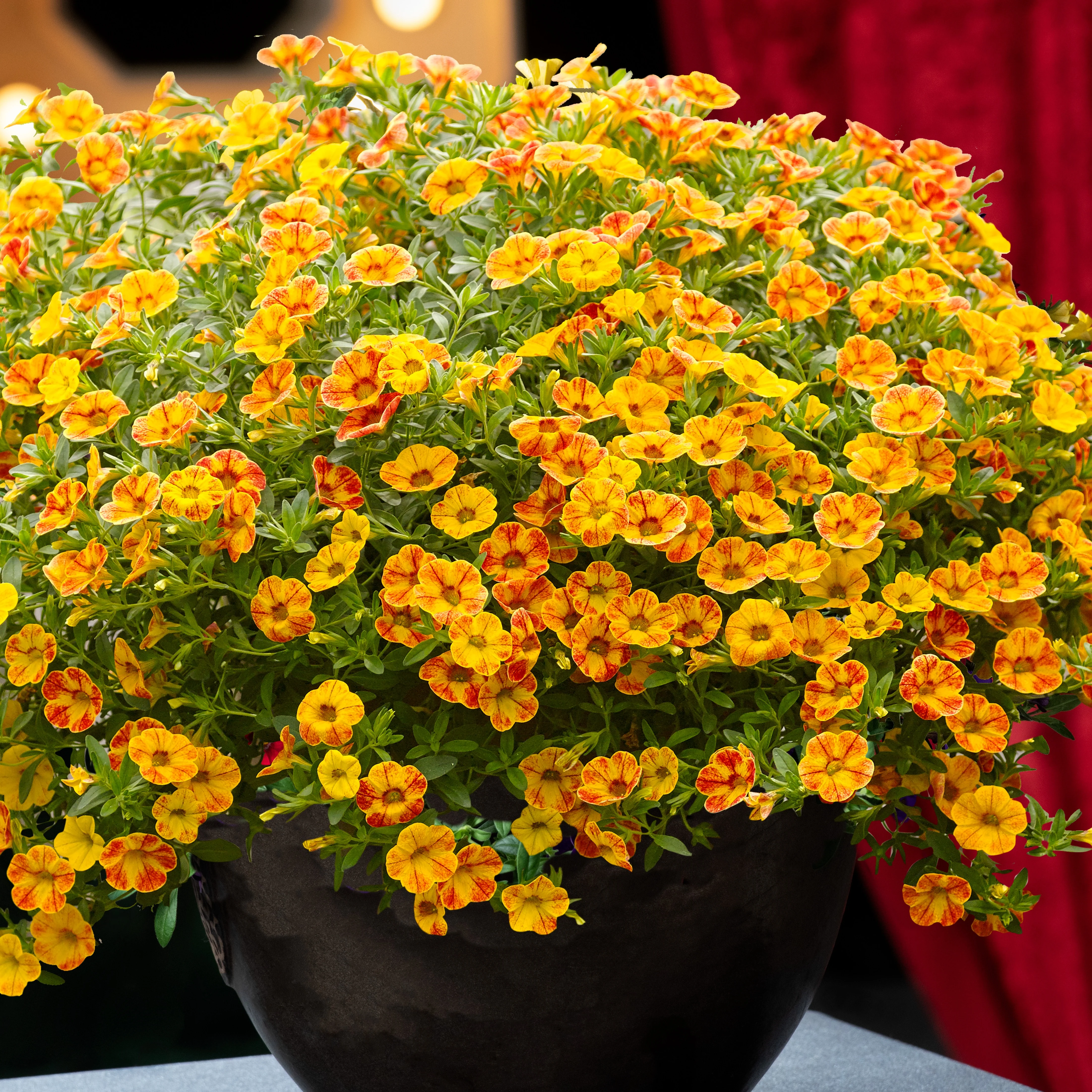 Mini Petunia geel-oranje(x2)