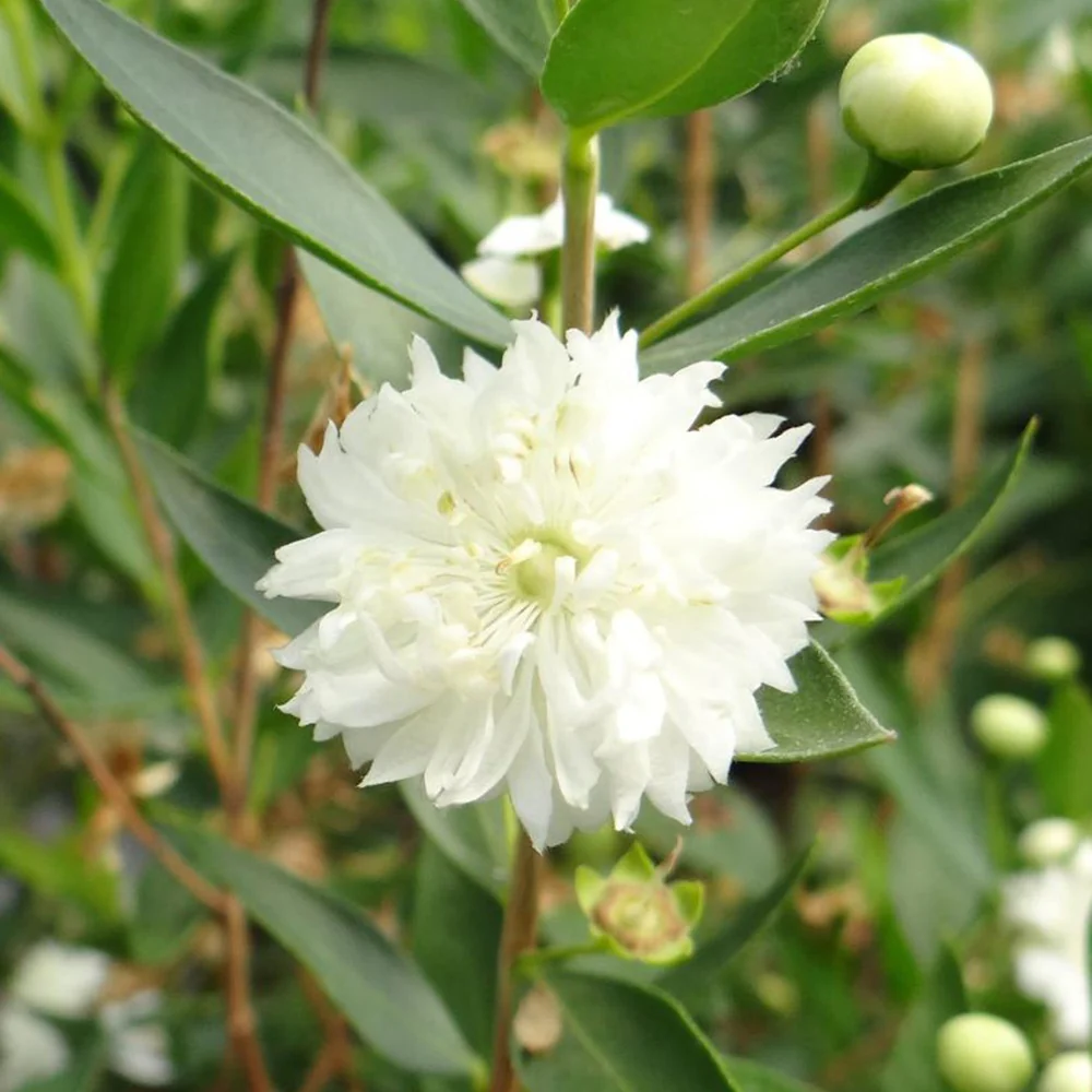 Mirthe 'Flore Pleno'