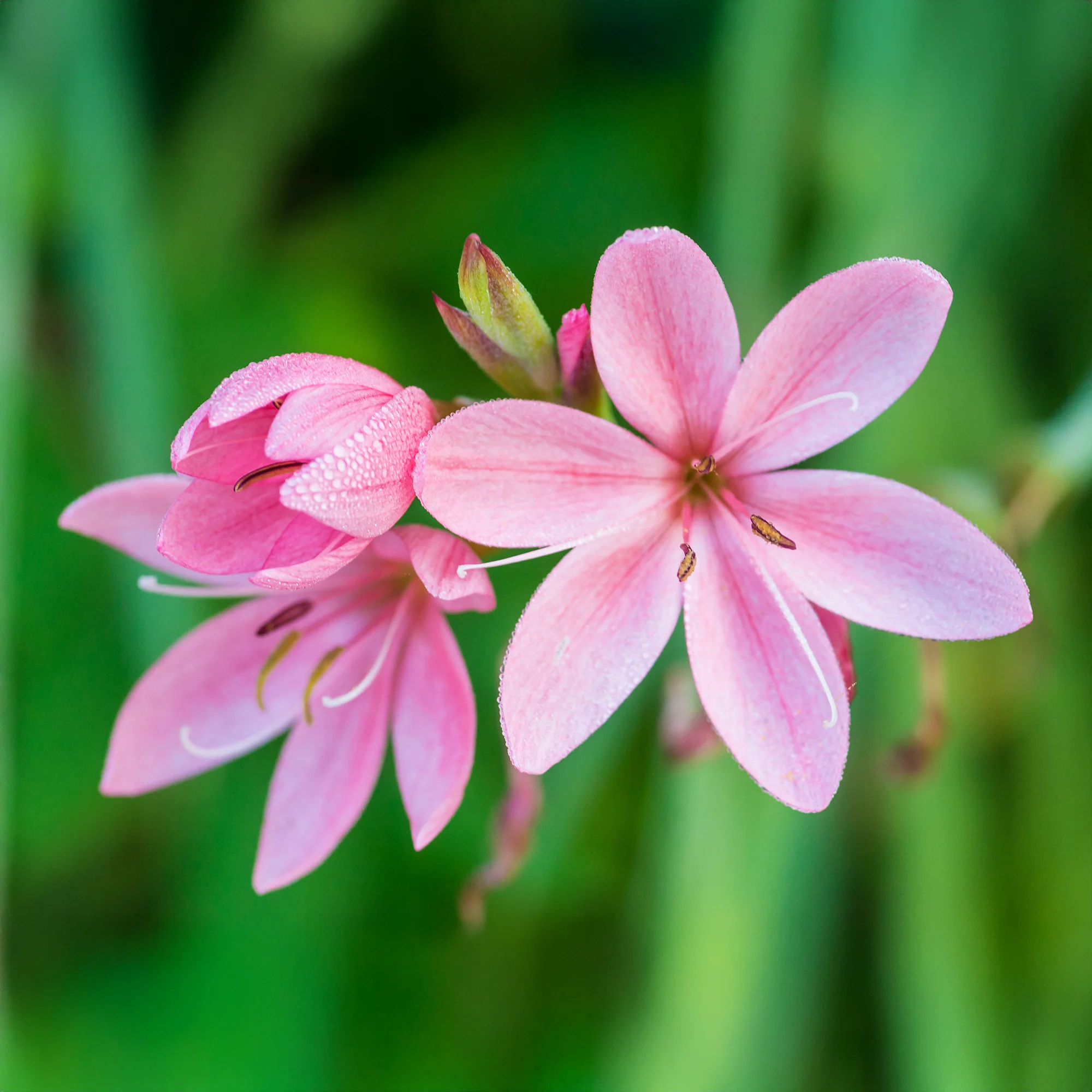 Moerasgladiool Pink Butterflies - Image 2