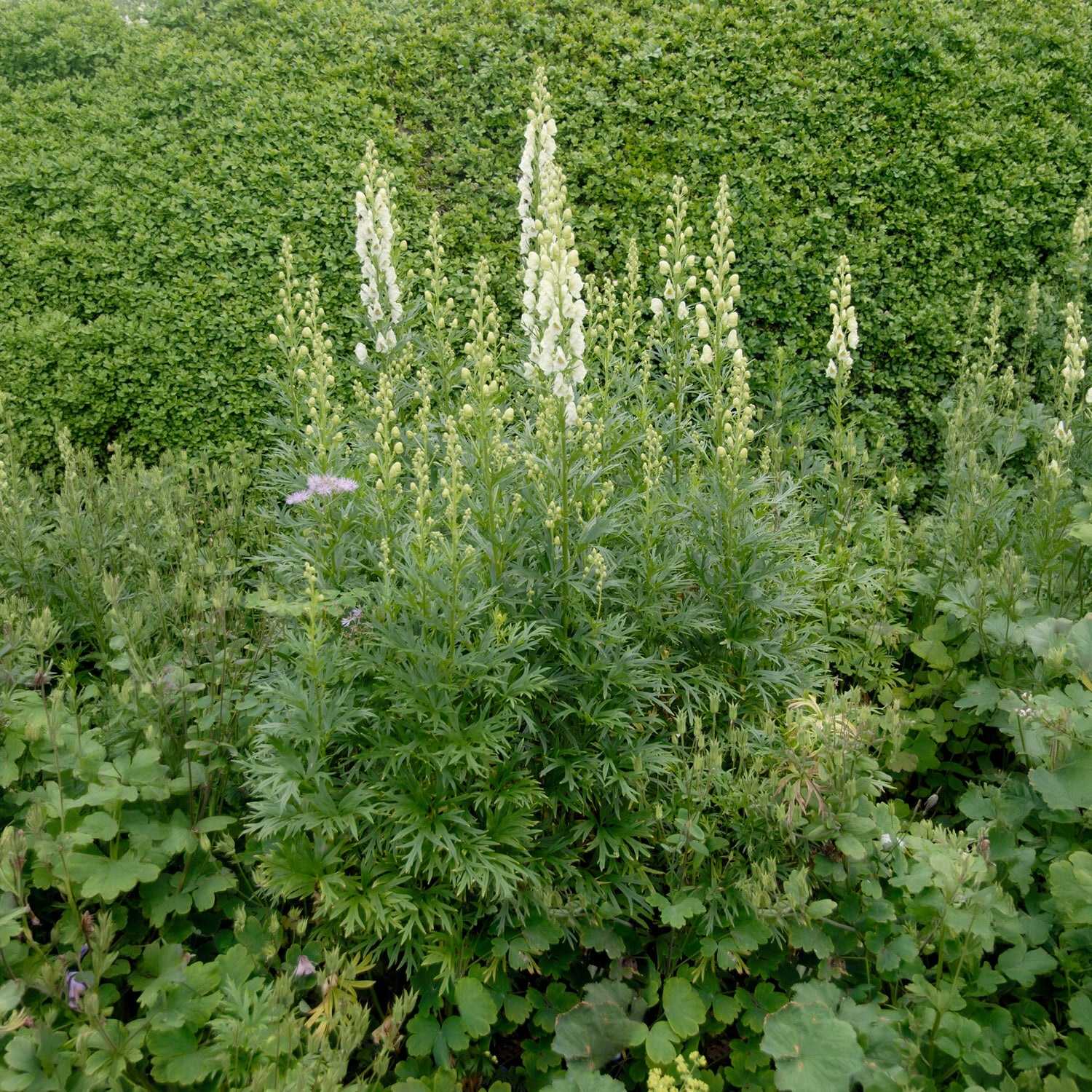 Monnikskap - Image 2