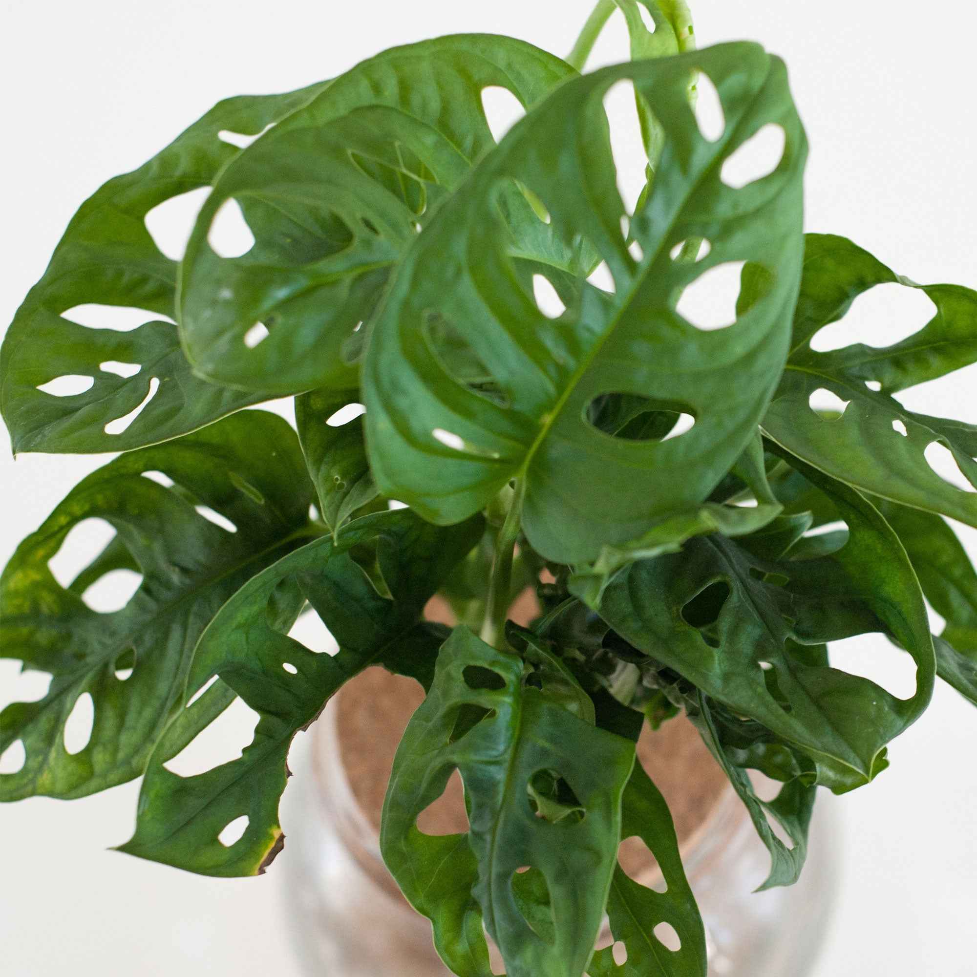Monstera in Bolglas met ledverlichting - Hydroponie - Image 4