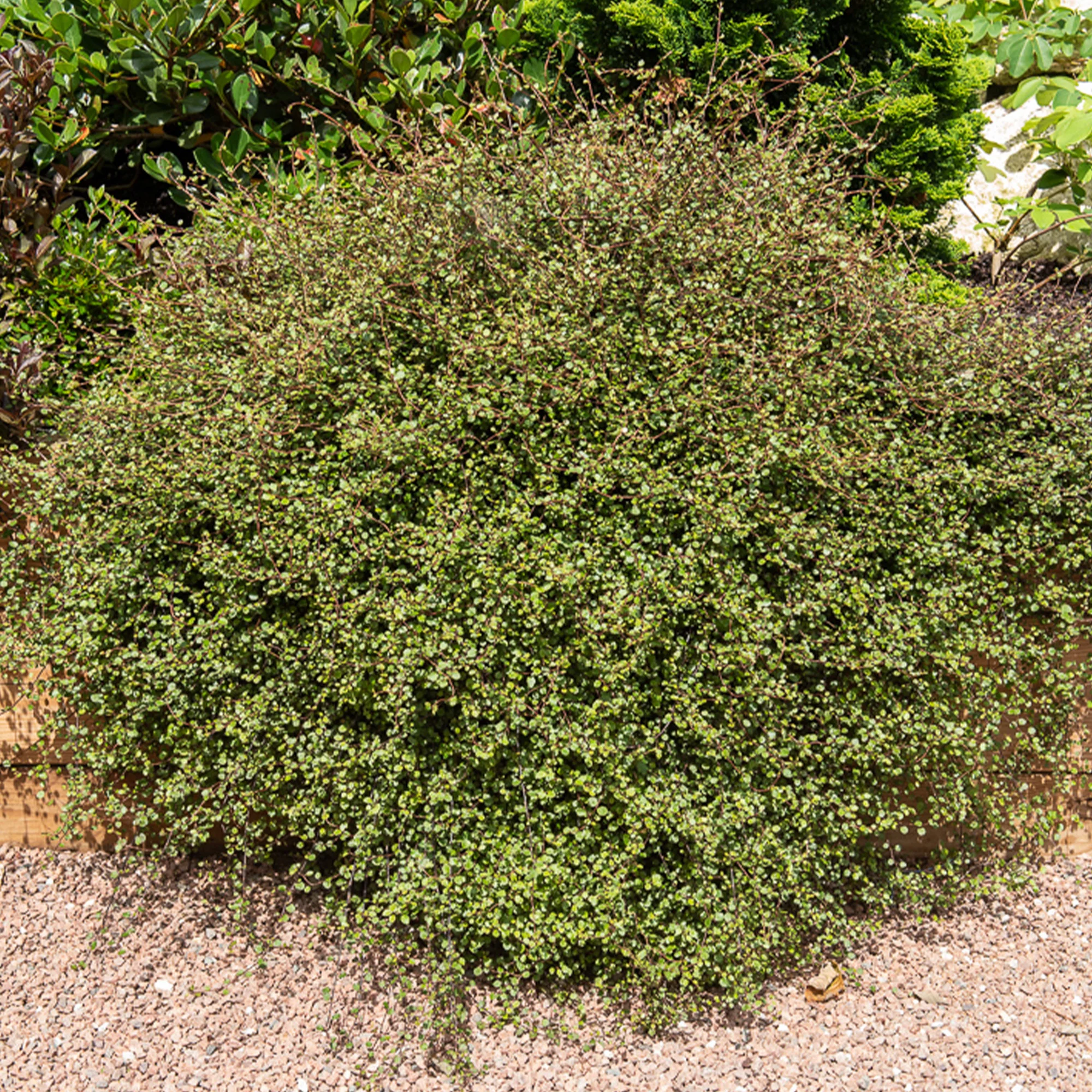 MUEHLENBECKIA complexa® kruipend en klimmend