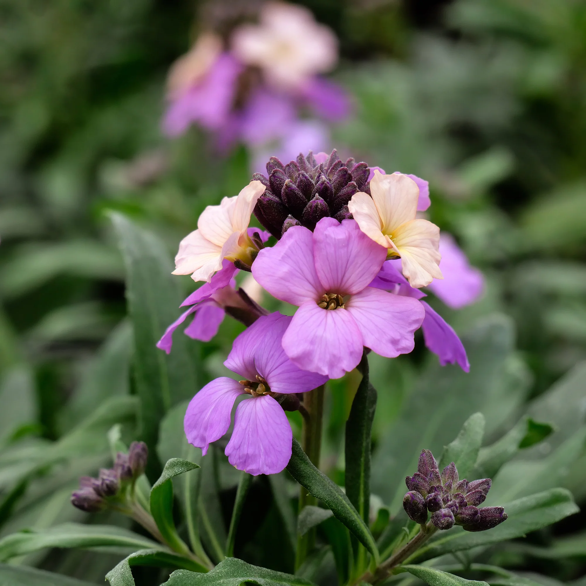 Muurbloem Poem Lavender
