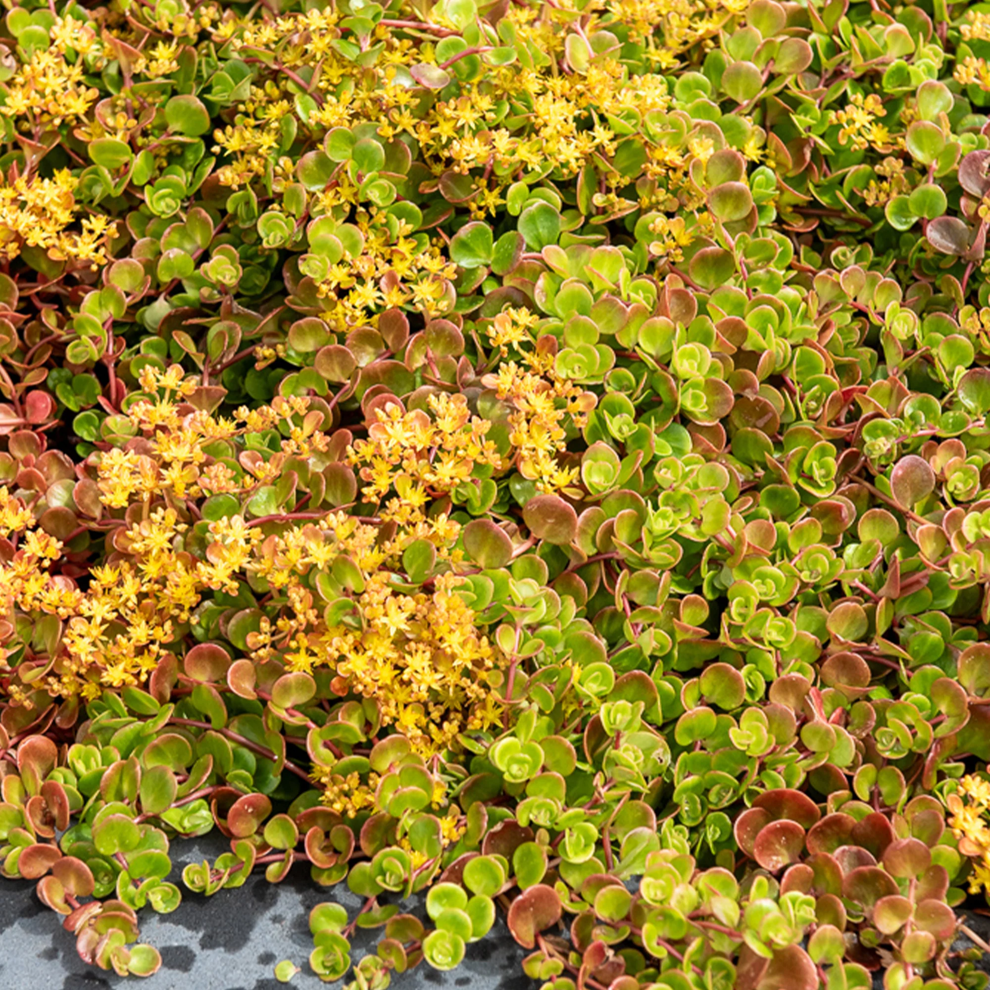 Muurpeper 'Coral Reef' / Sedum tetractinum
