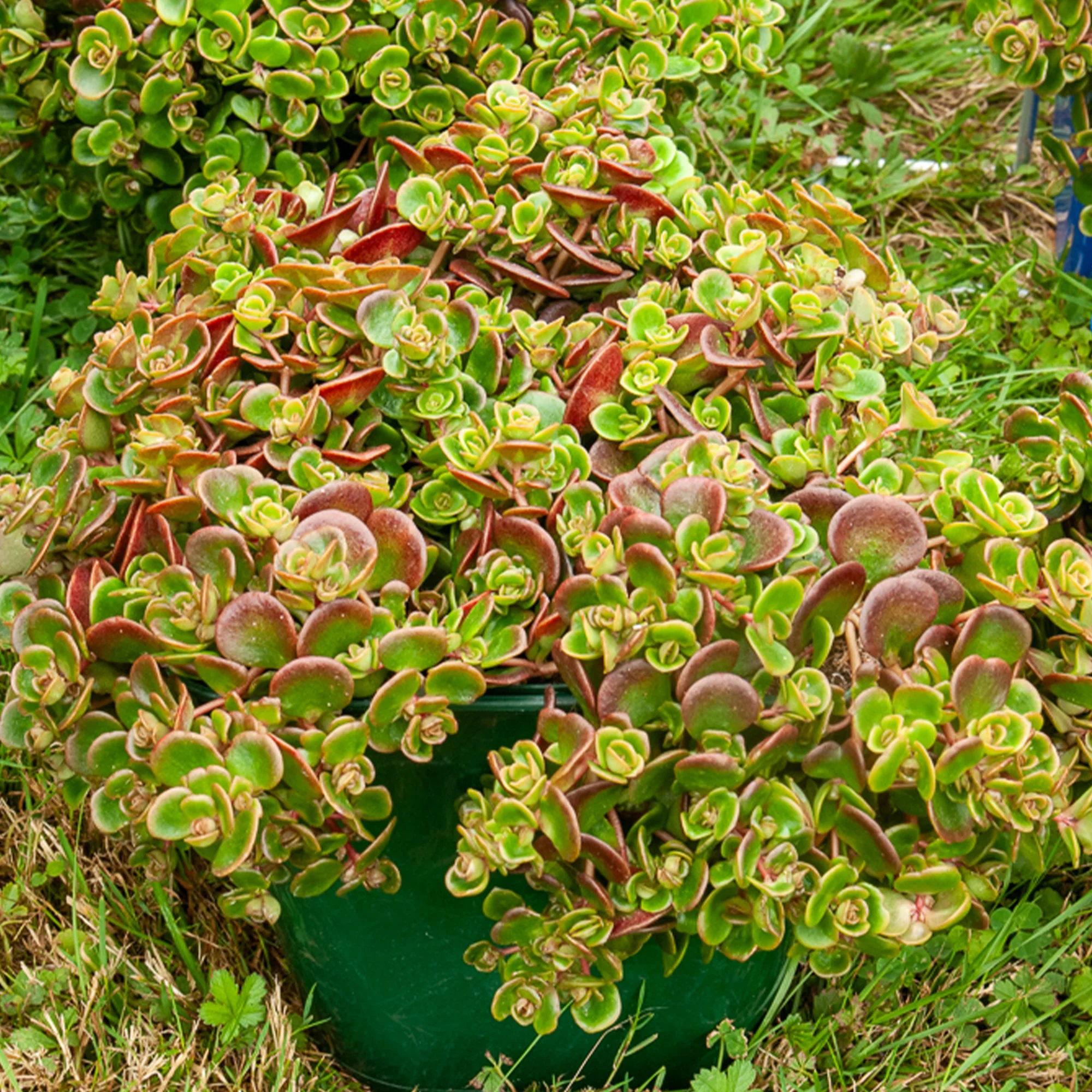 Muurpeper 'Coral Reef' / Sedum tetractinum - Image 2