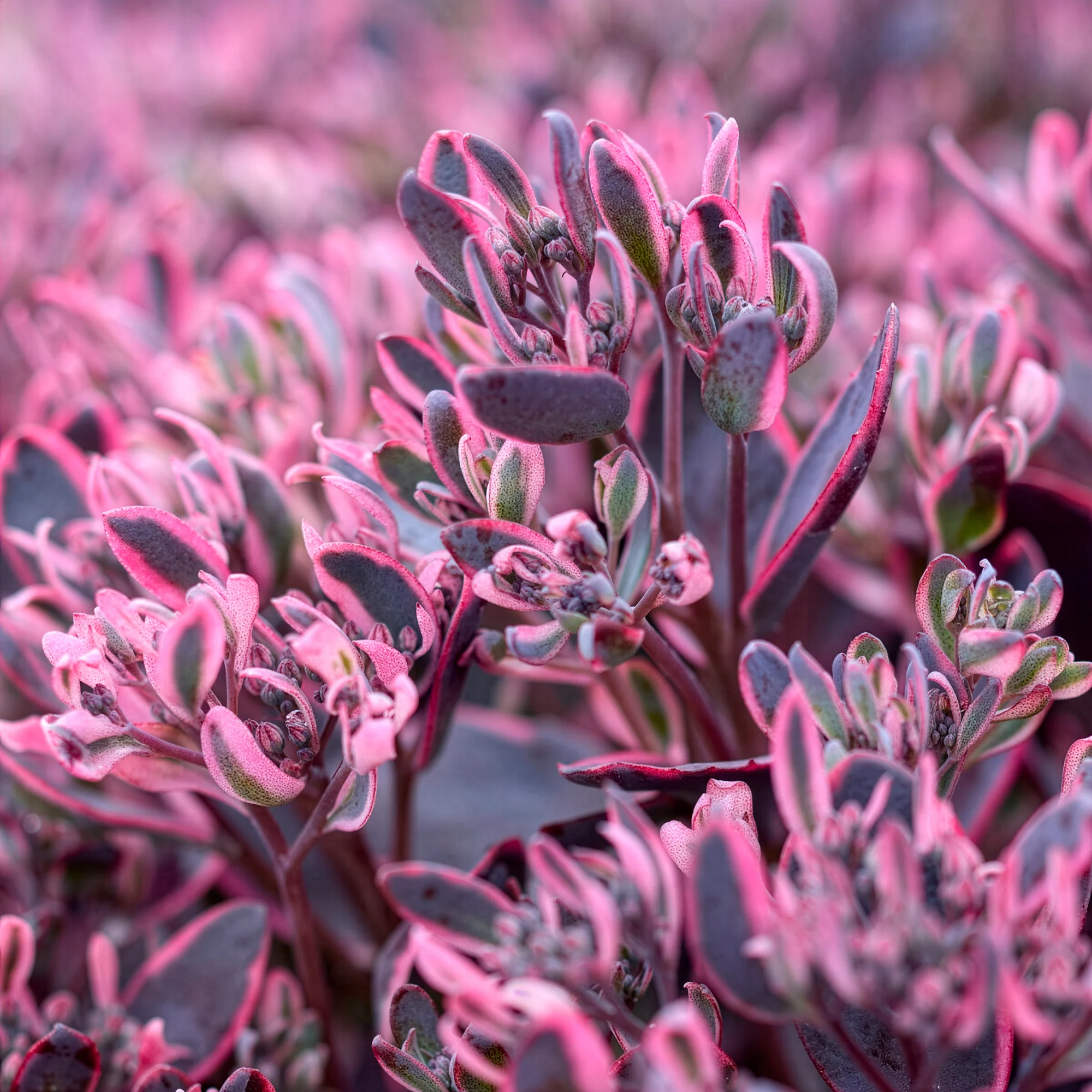 Muurpeper Dream Dazzler