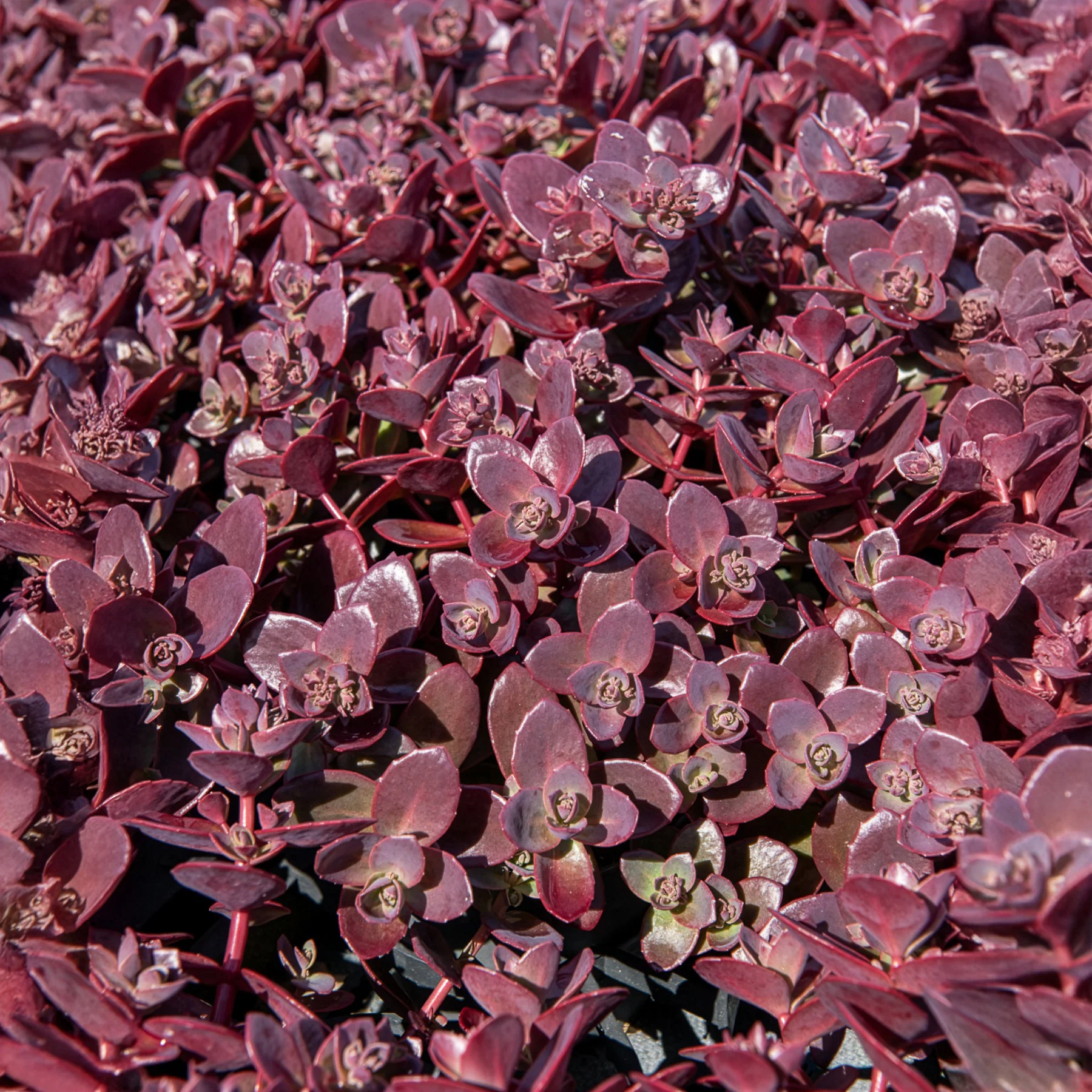 Muurpeper Firecracker - Image 2