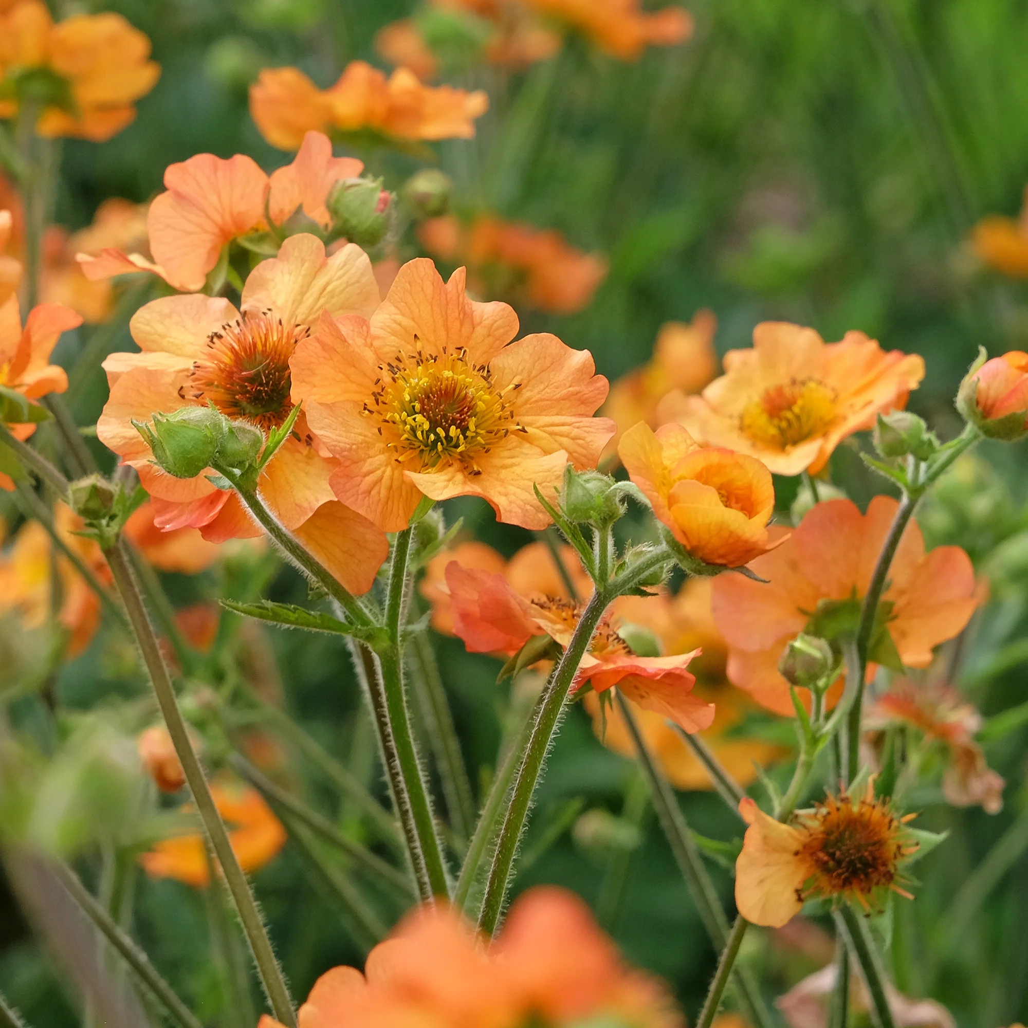 Nagelkruid Totally Tangerine - Image 6
