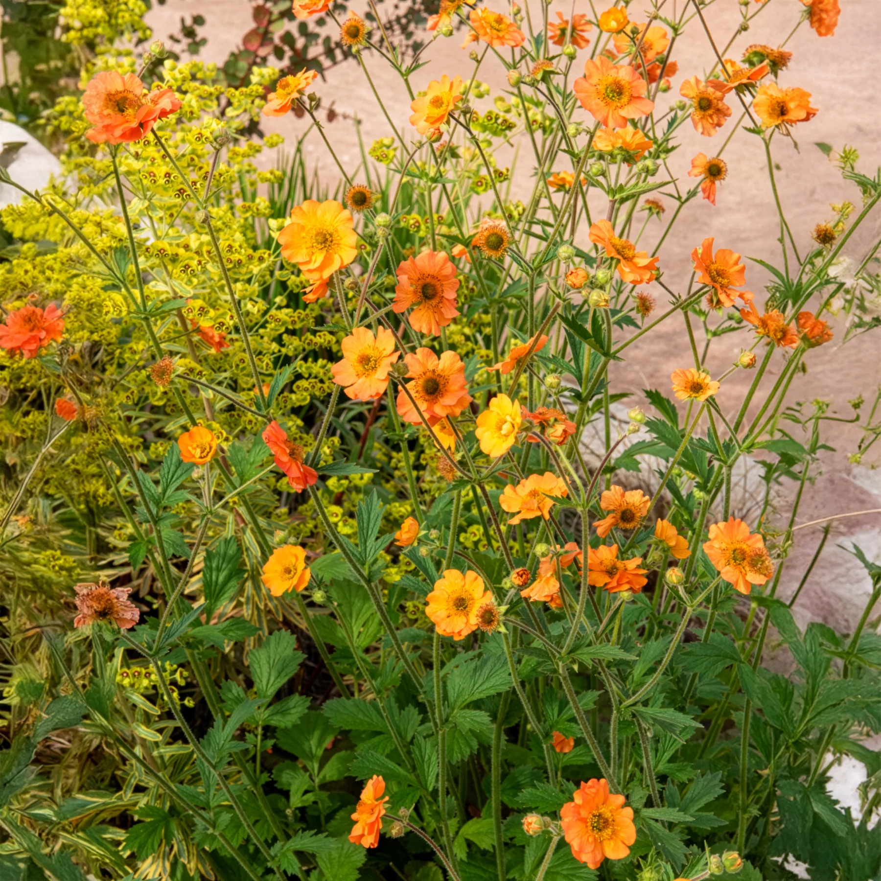 Nagelkruid Totally Tangerine - Image 8