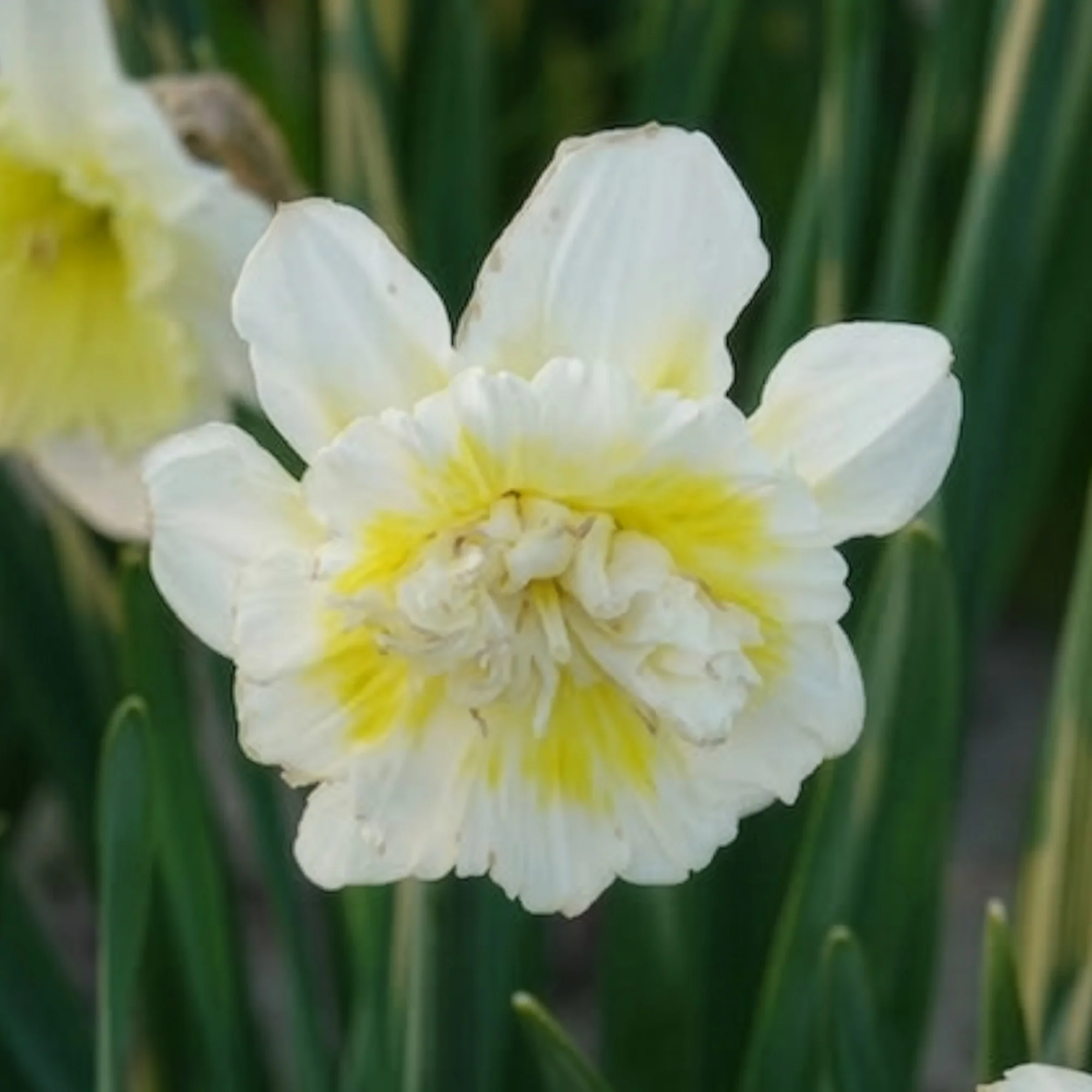 Narcis Ice King (x5) - Image 10
