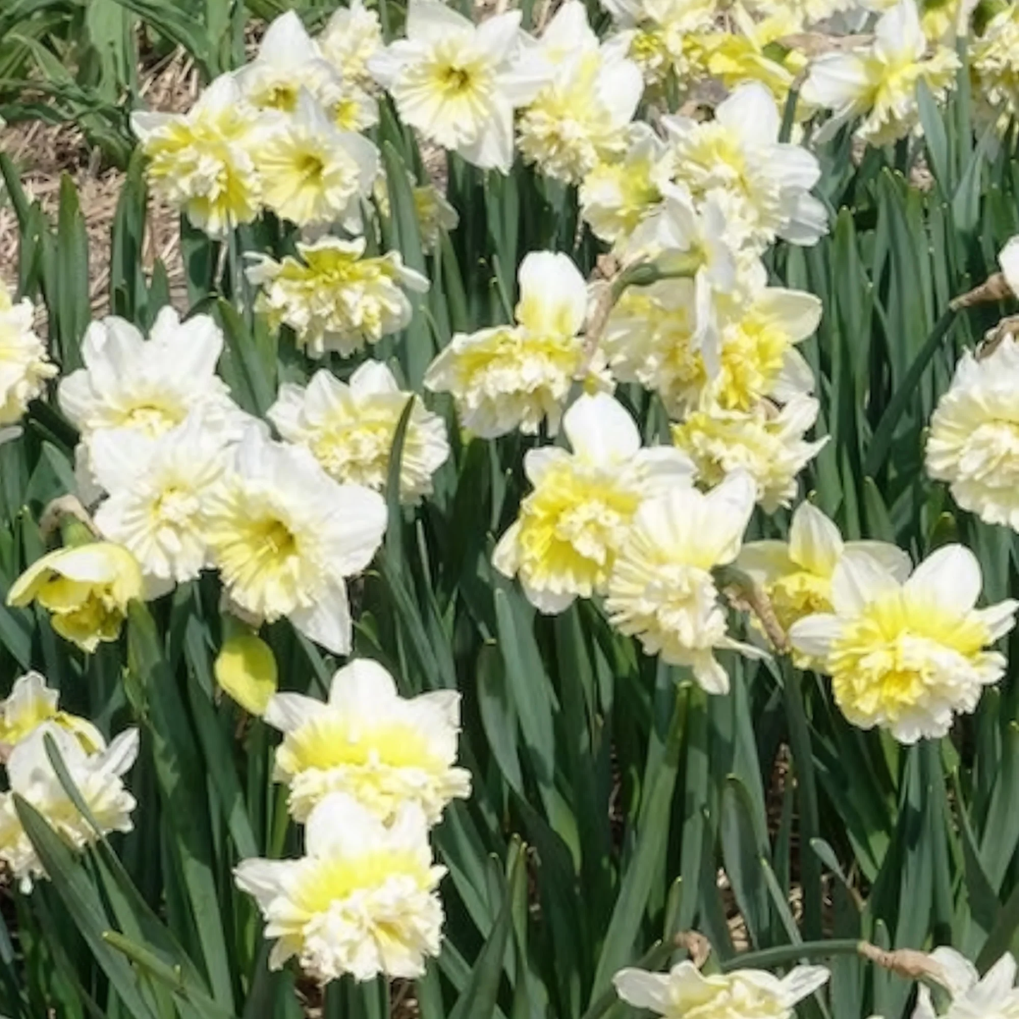 Narcis Ice King (x5) - Image 12