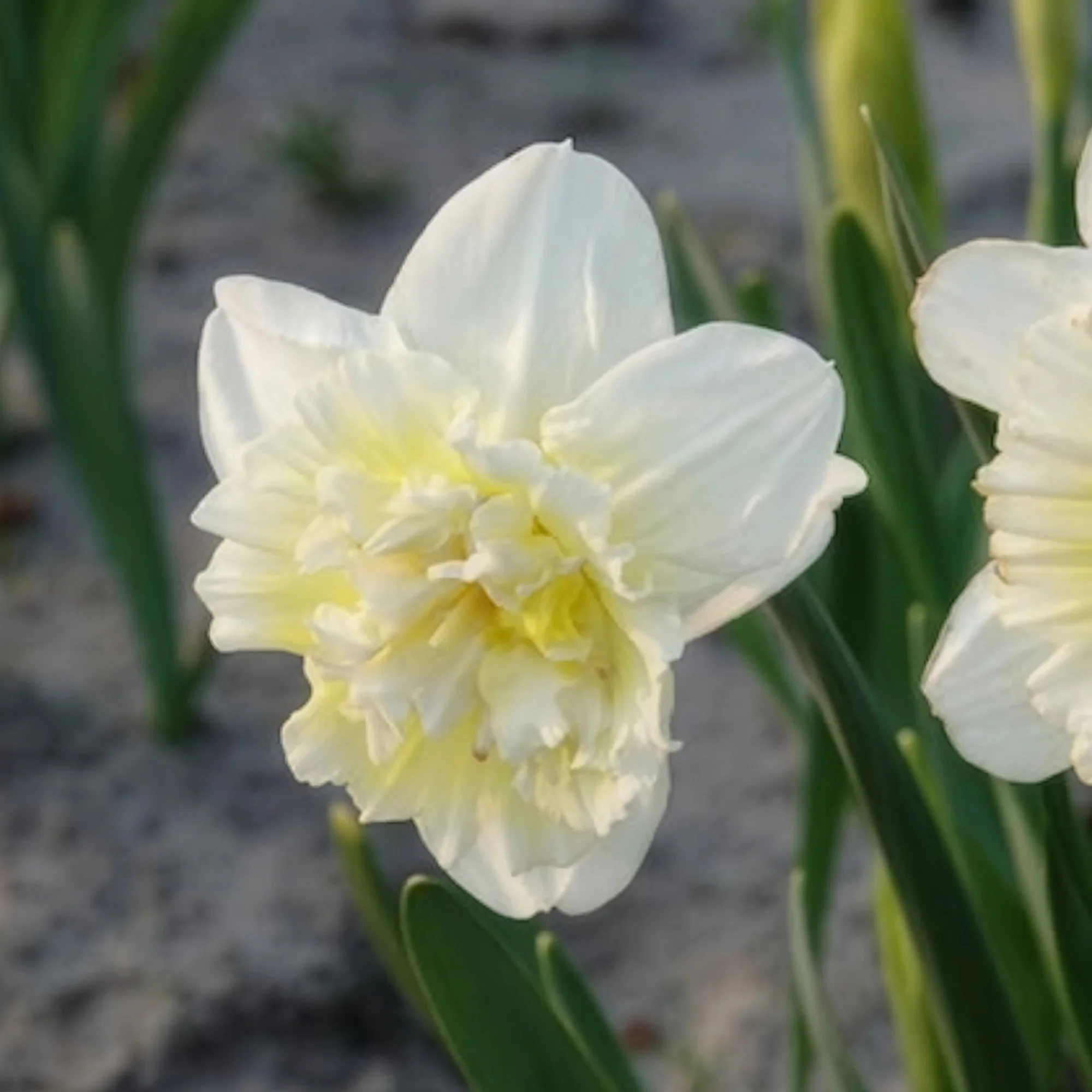 Narcis Ice King (x5) - Image 8