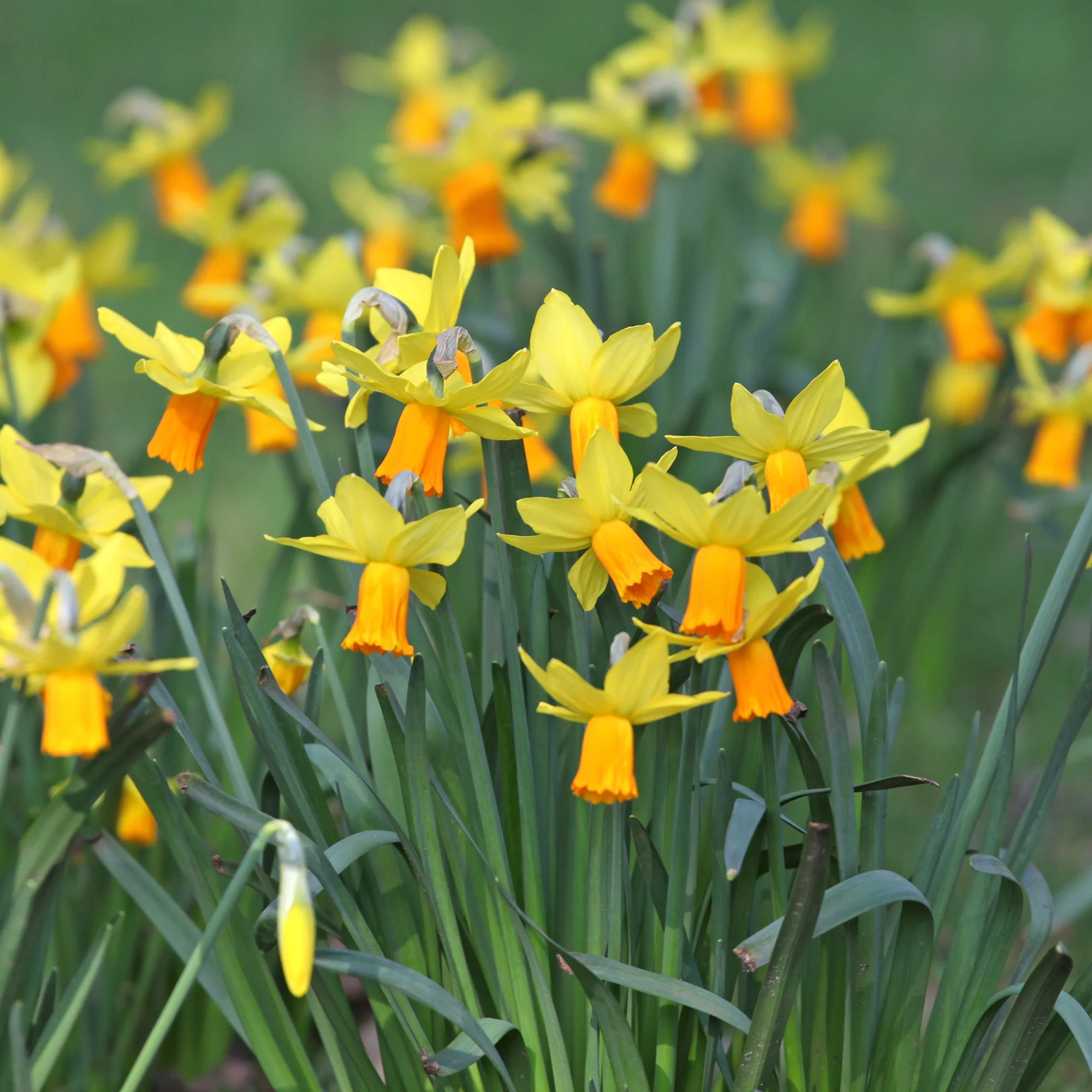 Narcis Jet Fire (x5) - Image 3