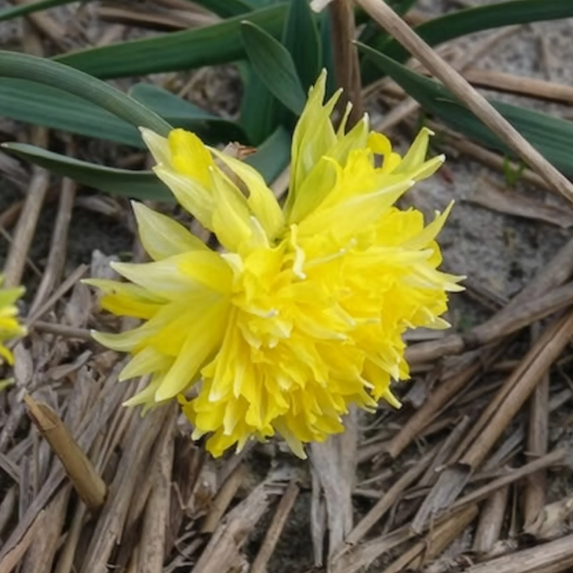 Narcis 'Rip van Winkle' (x5) - Image 3