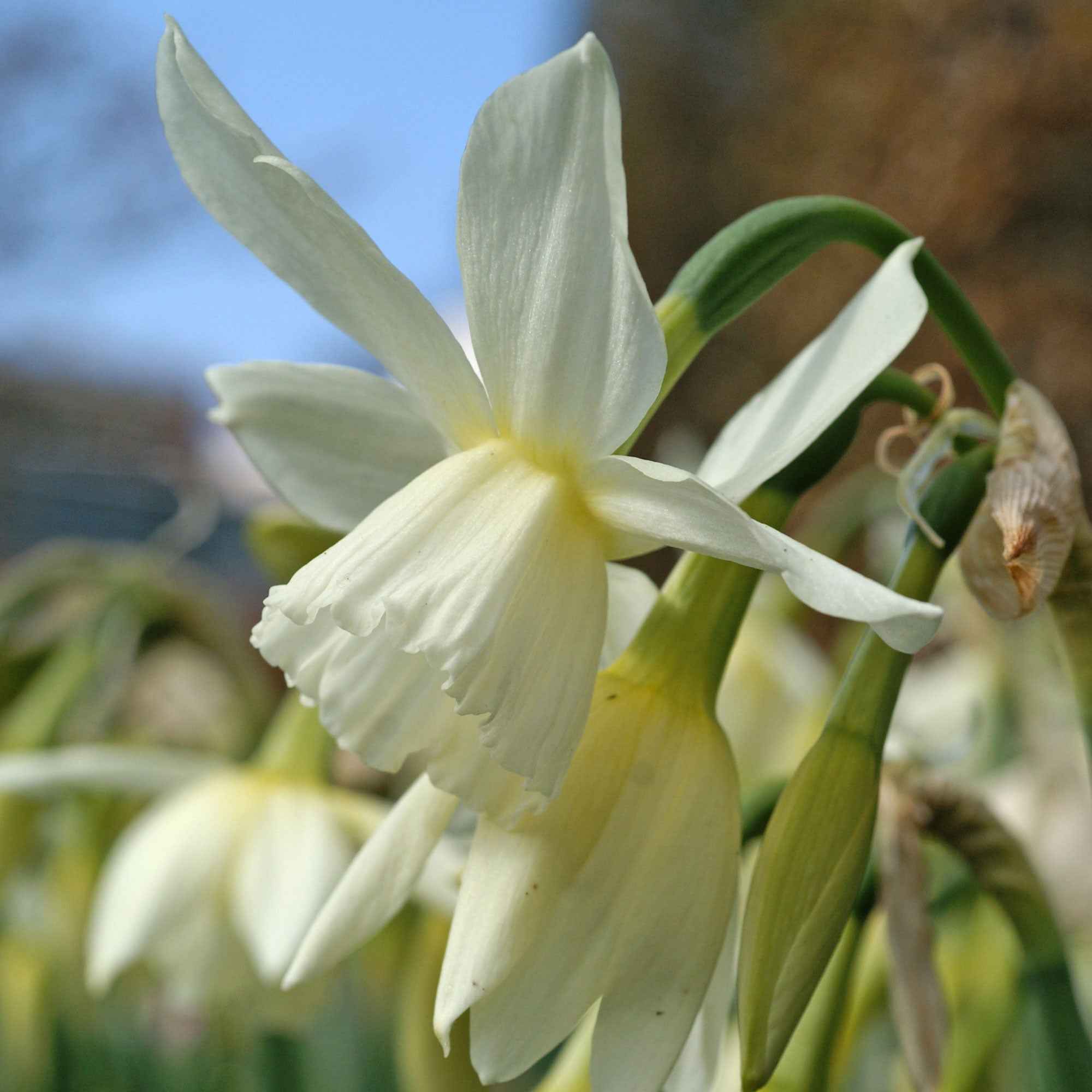 Narcis 'Thalia' (x7)