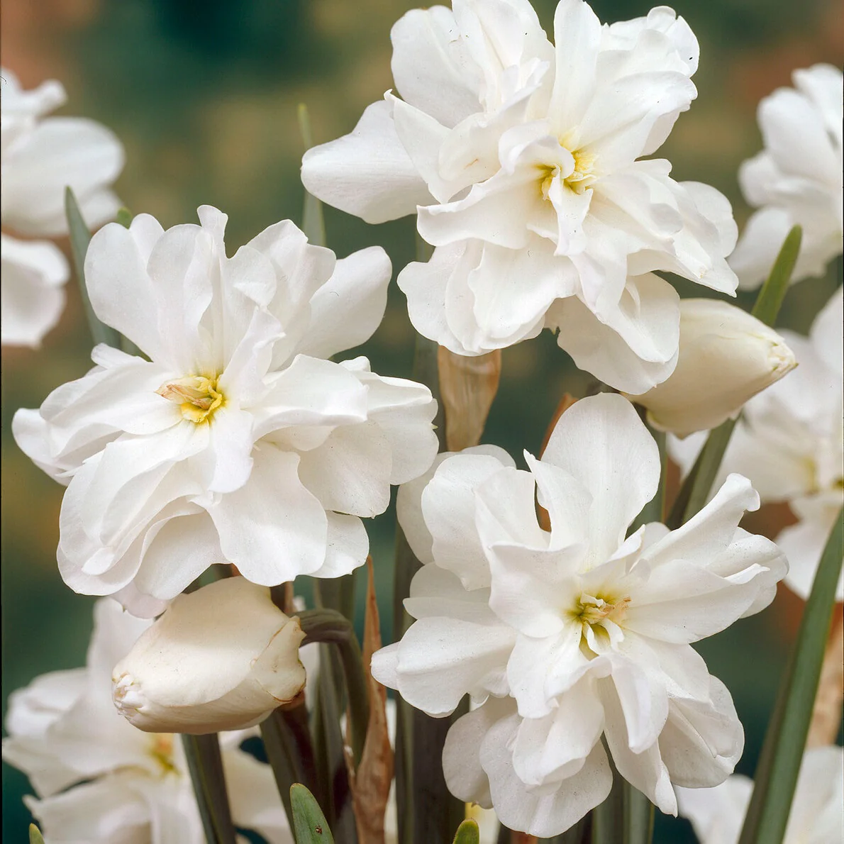 Narcissen Albus plenus (x10)