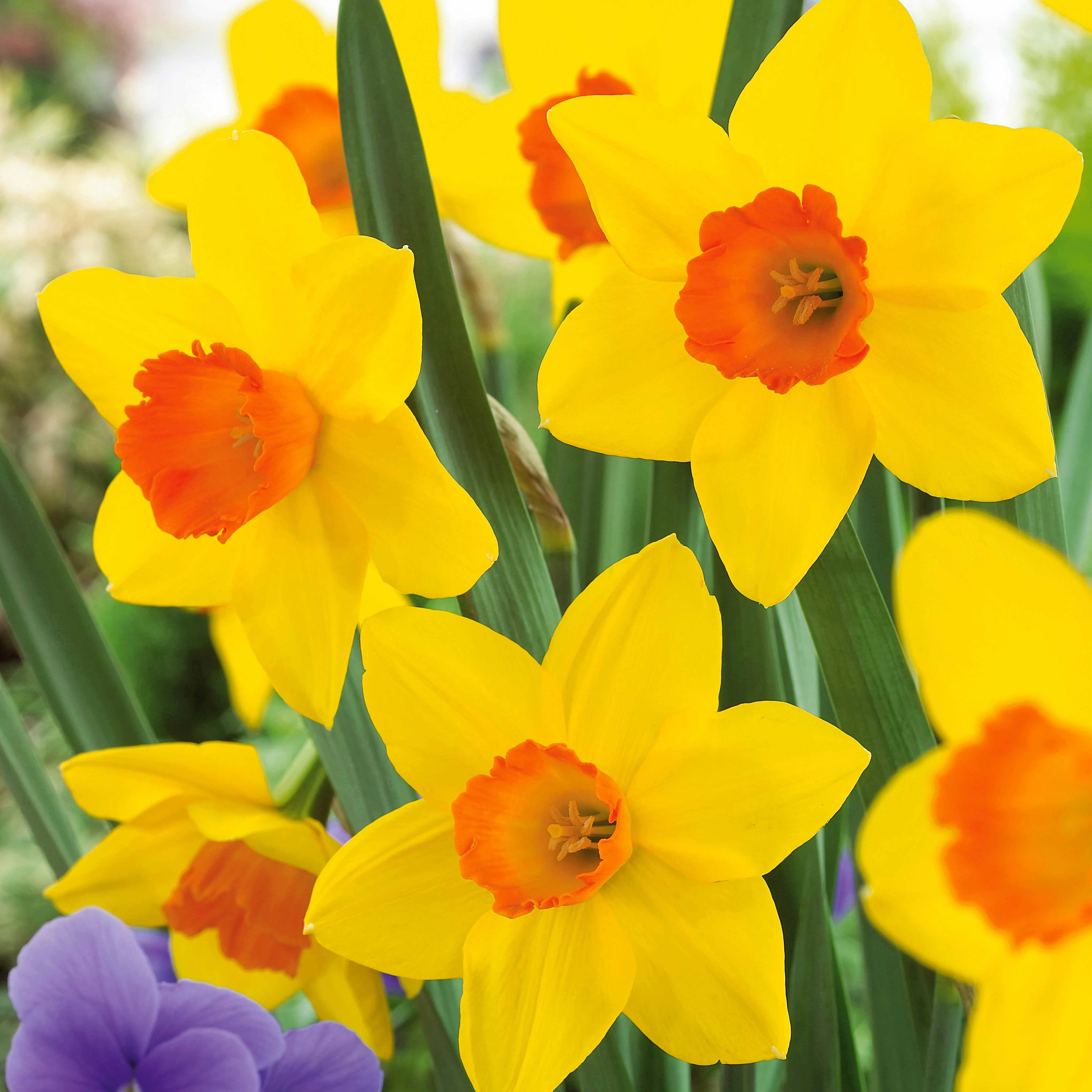 Narcissen 'Fortune' (x10) - Image 3