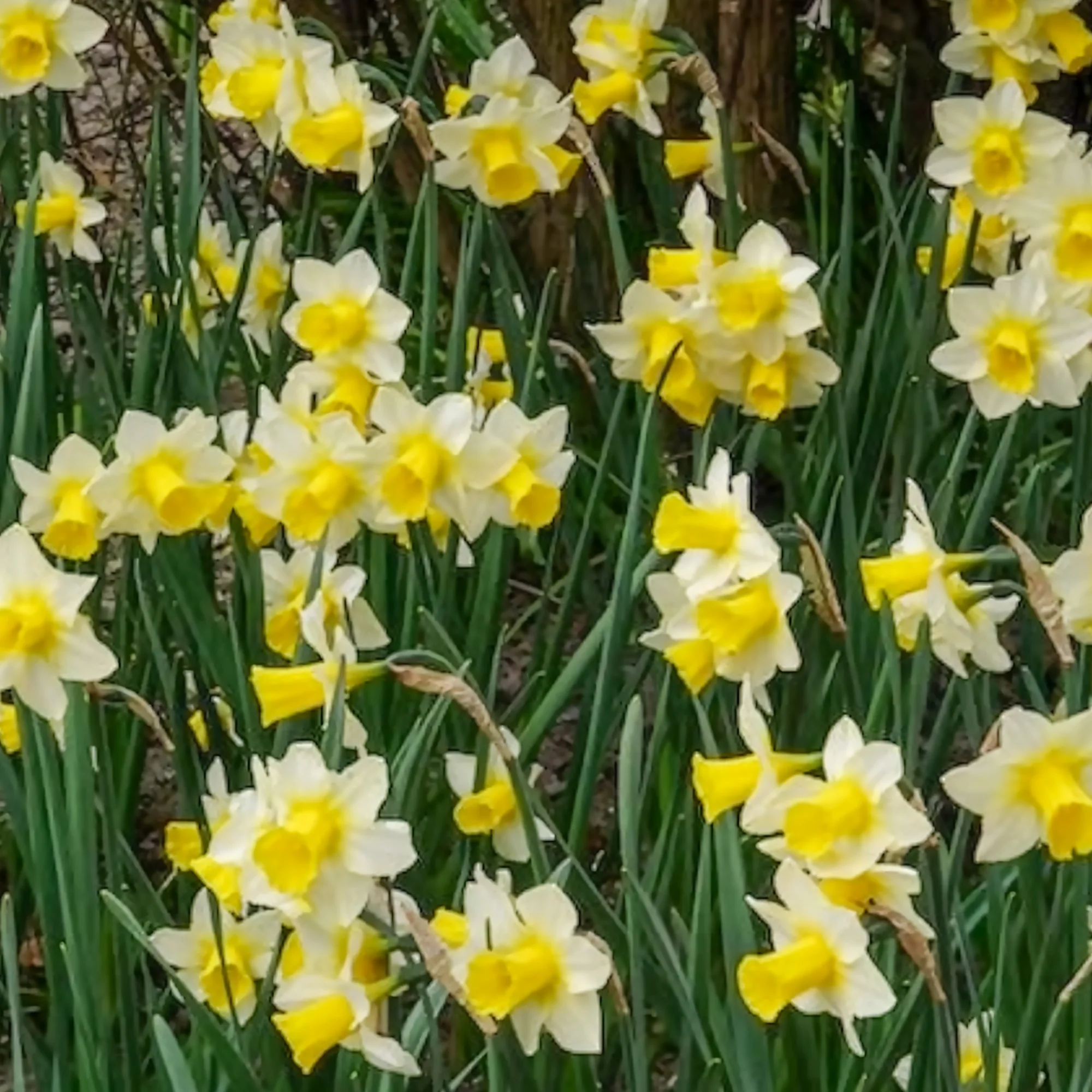 Narcissen Golden Echo (x7) - Image 8