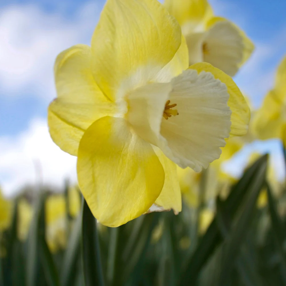 Narcissen met grote kroon Avalon (x5)