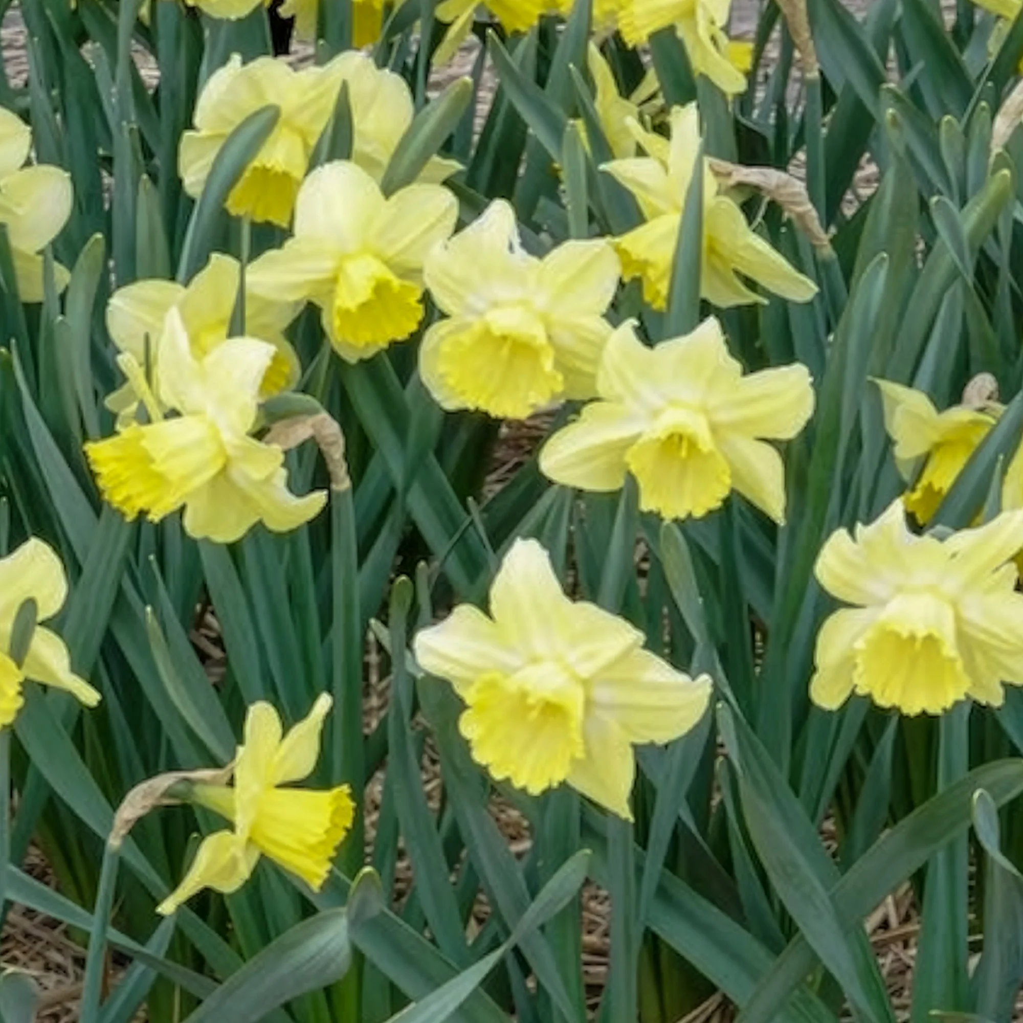 Narcissen met grote kroon Avalon (x5) - Image 6