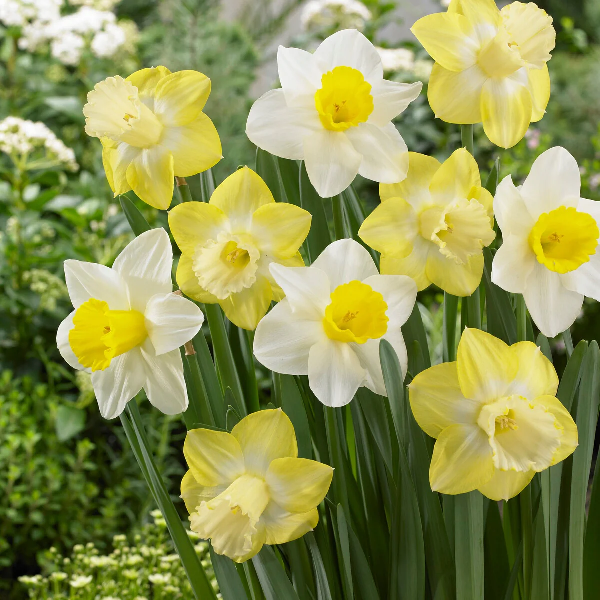 Narcissen met grote kroon Mainstreet (x5)
