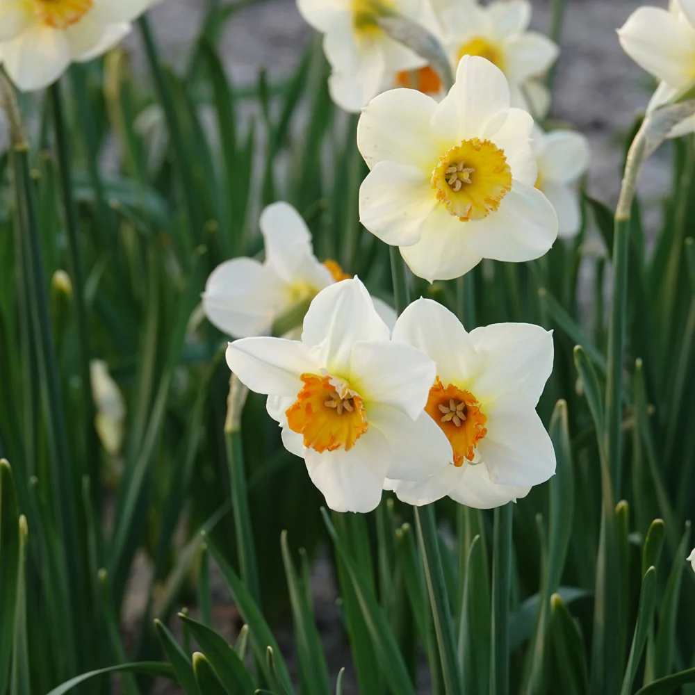 Narcissen met kleine kroon Barrett Browning (x5)