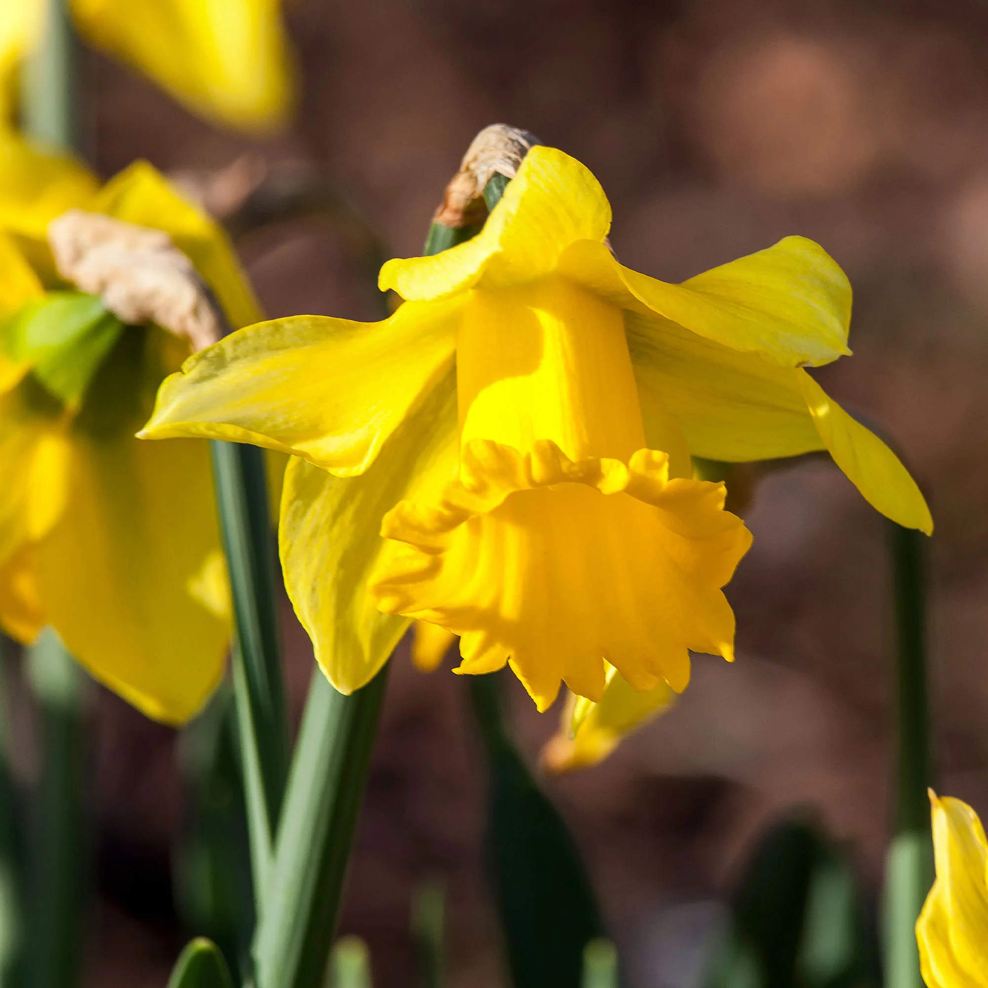 Narcissen 'Rijnveld's Early Sensation' (x10)
