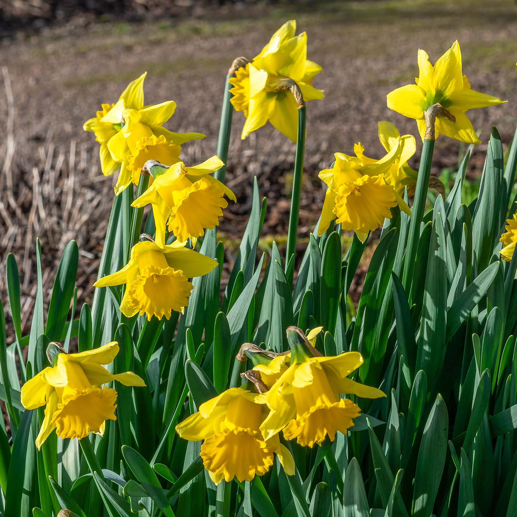 Narcissen 'Rijnveld's Early Sensation' (x10) - Image 2