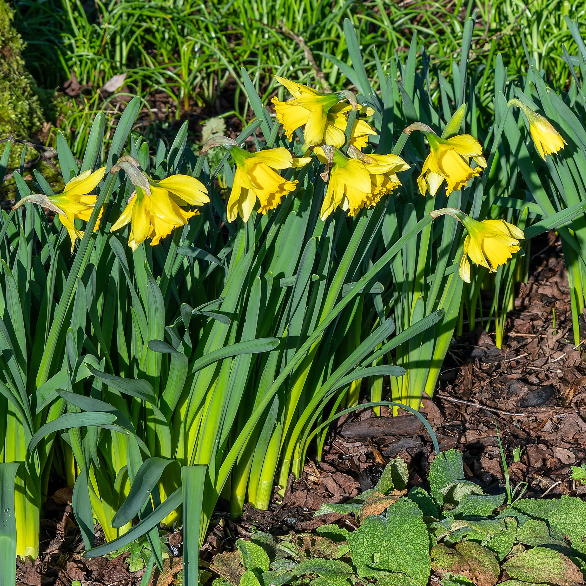 Narcissen 'Rijnveld's Early Sensation' (x10) - Image 3