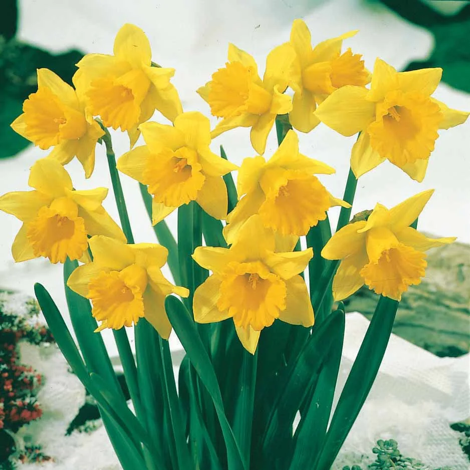 Narcissen 'Rijnveld's Early Sensation' (x10) - Image 4