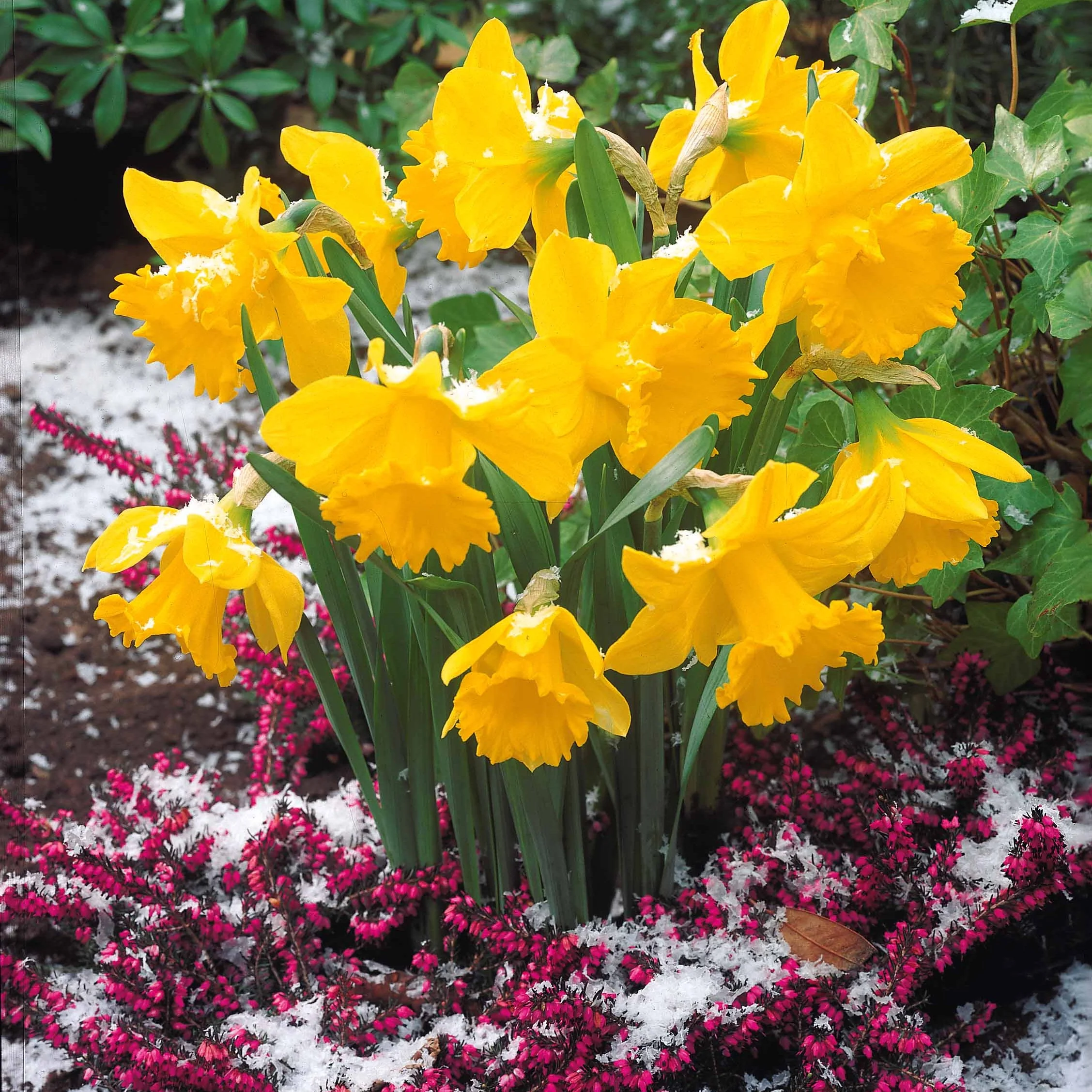Narcissen 'Rijnveld's Early Sensation' (x10) - Image 5