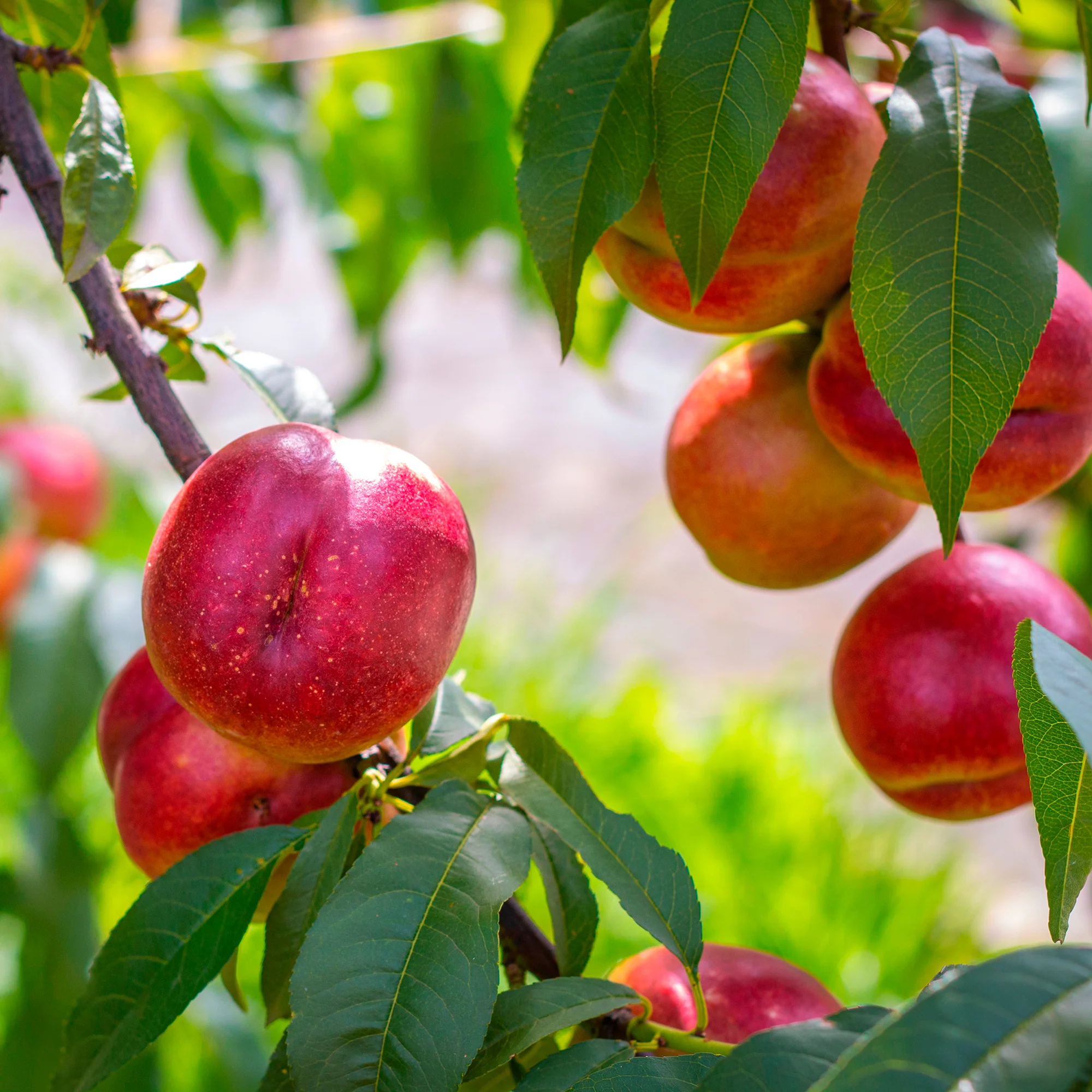 Nectarineboom Flavortop