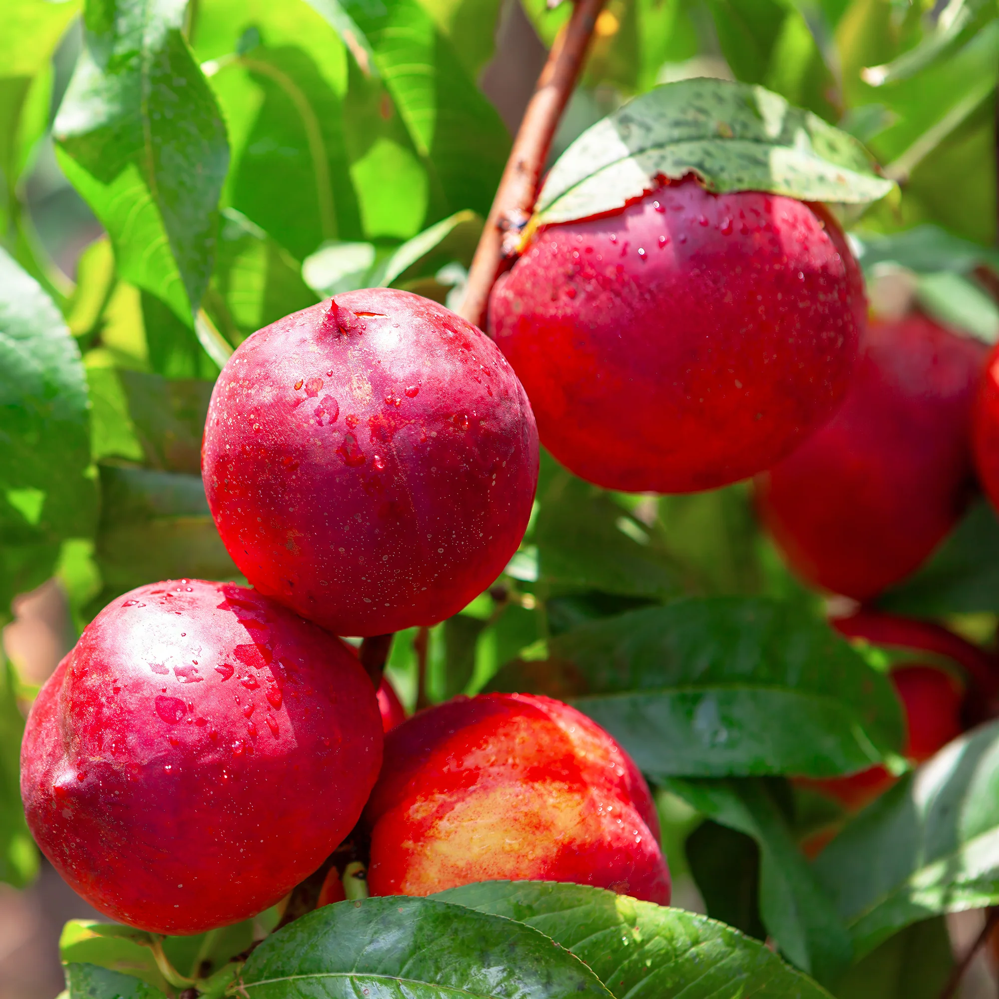Nectarineboom Flavortop - Image 2