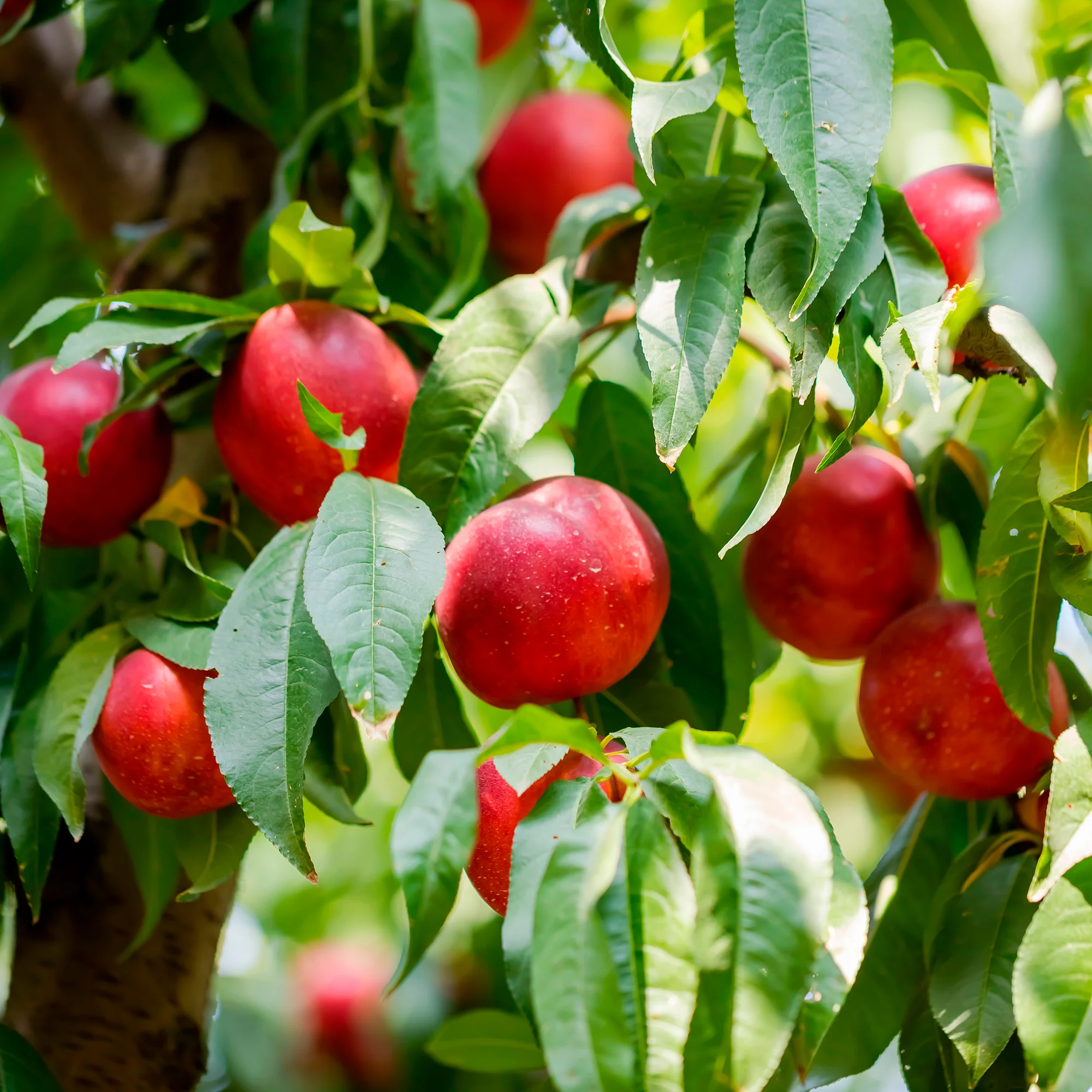 Nectarineboom Flavortop - Image 3