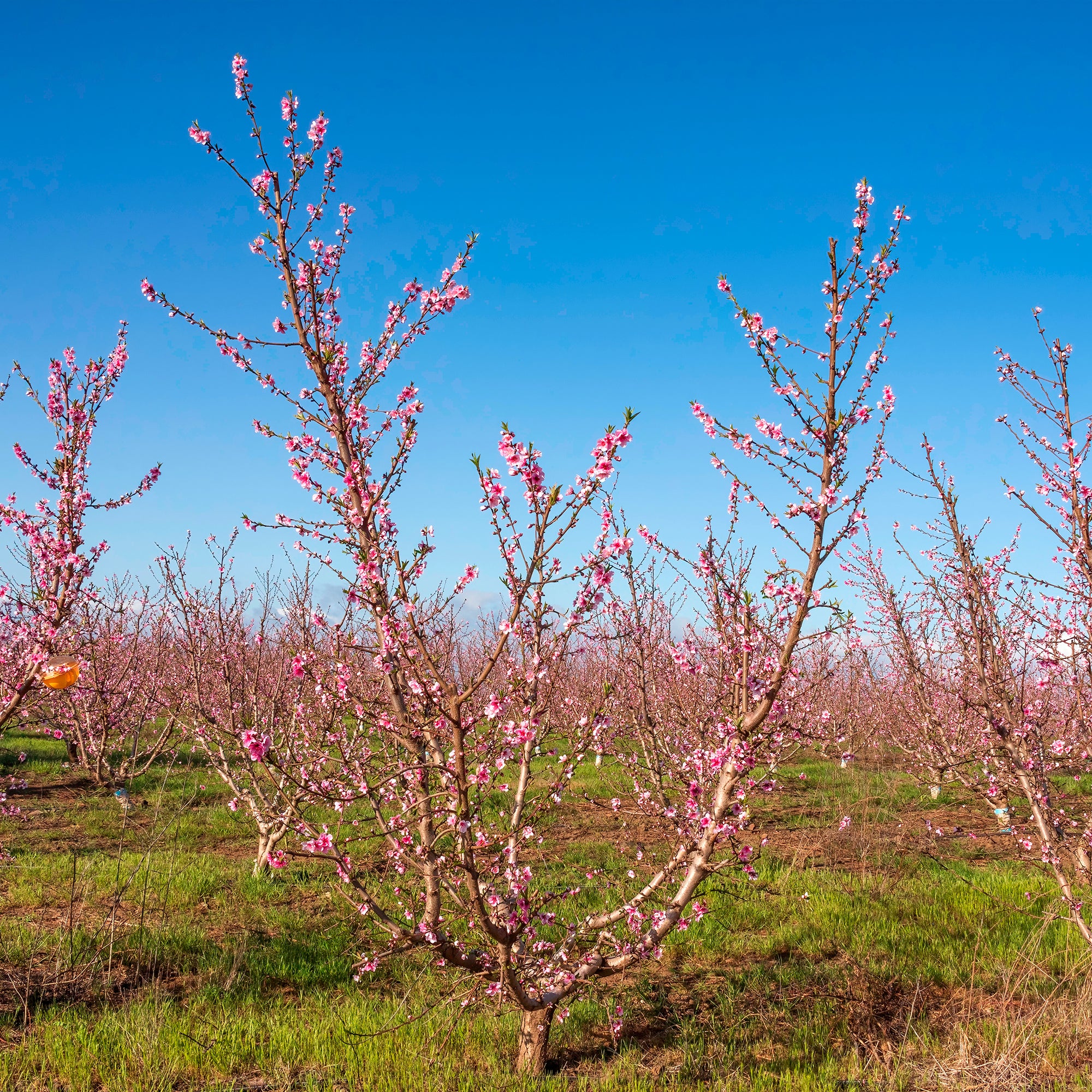 Nectarineboom Flavortop - Image 4